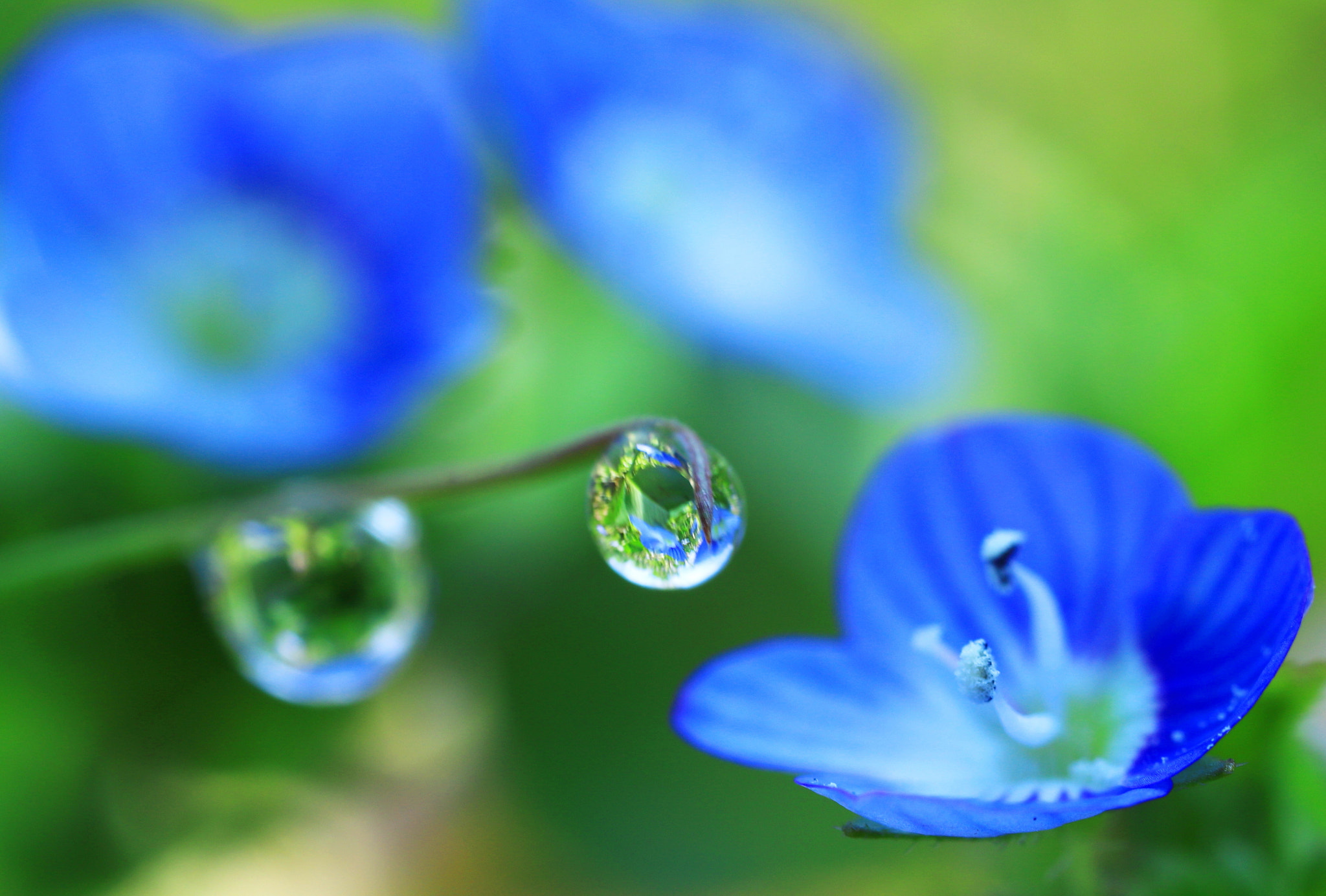 Canon MP-E 65mm F2.5 1-5x Macro Photo sample photo. Spring flowers photography