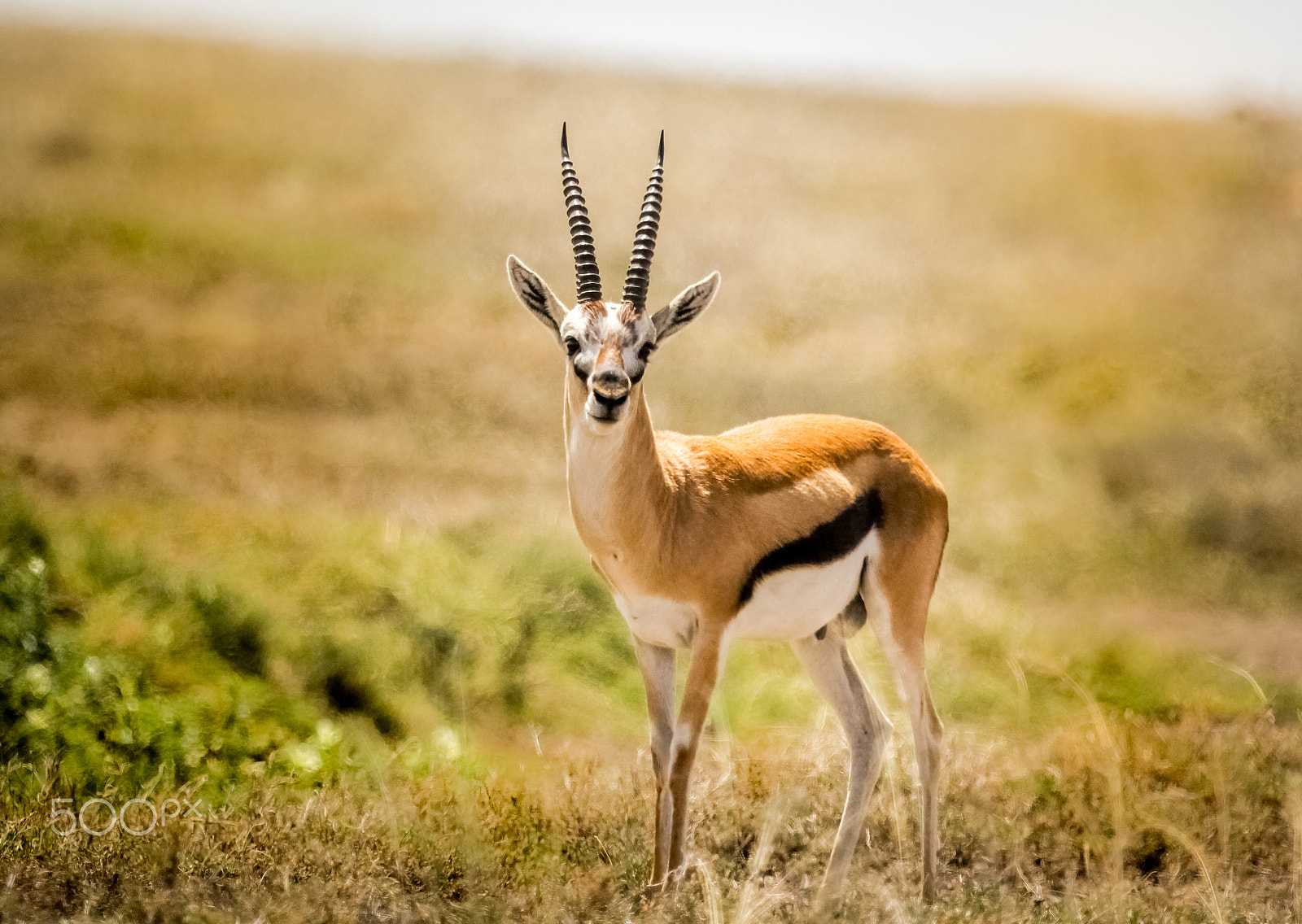 Canon EF 100-400mm F4.5-5.6L IS USM sample photo. Thomson gazelles photography