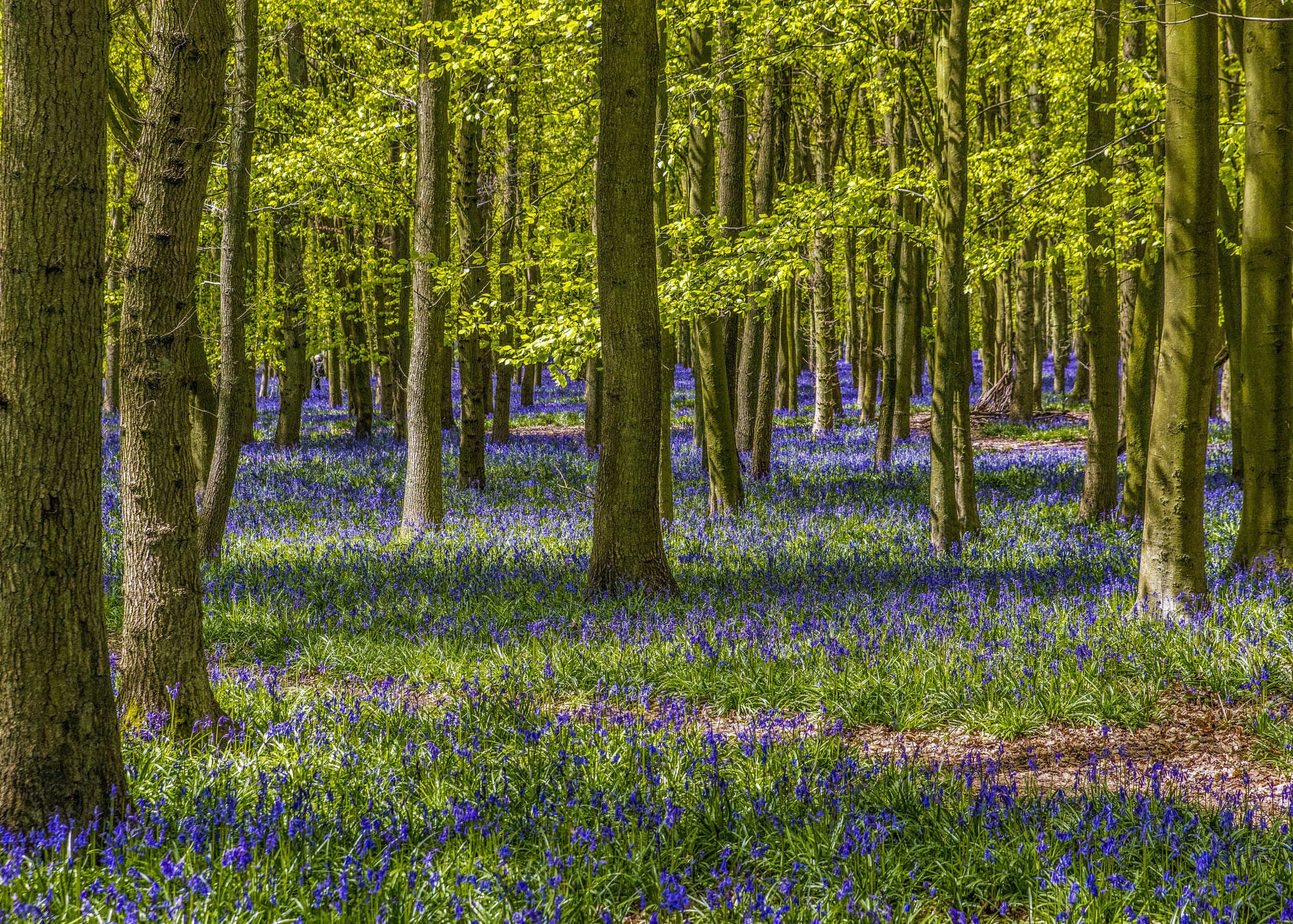 Nikon D810 sample photo. The first bluebells of  dockey wood photography