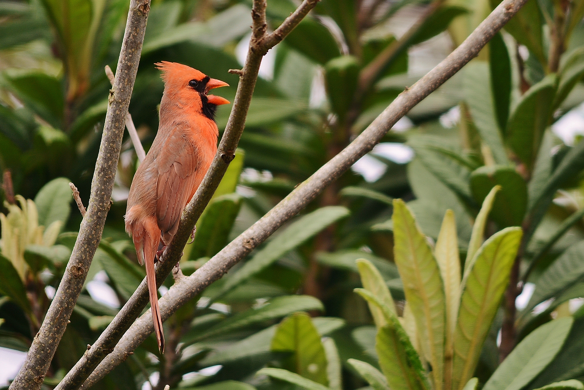 Nikon D7100 + Sigma 150-500mm F5-6.3 DG OS HSM sample photo. 034.jpg photography