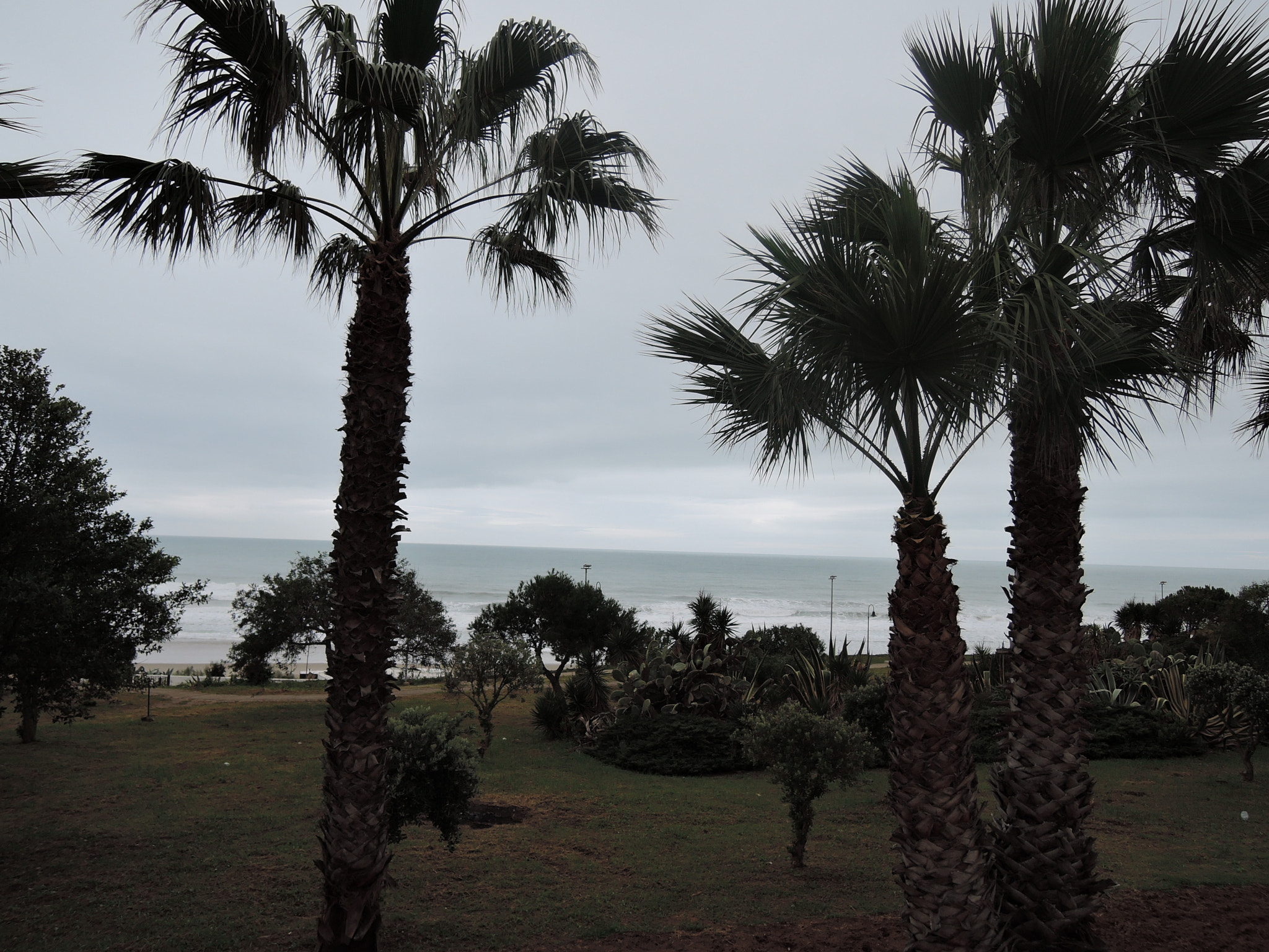 Nikon Coolpix P340 sample photo. Palms lawn and ocean photography