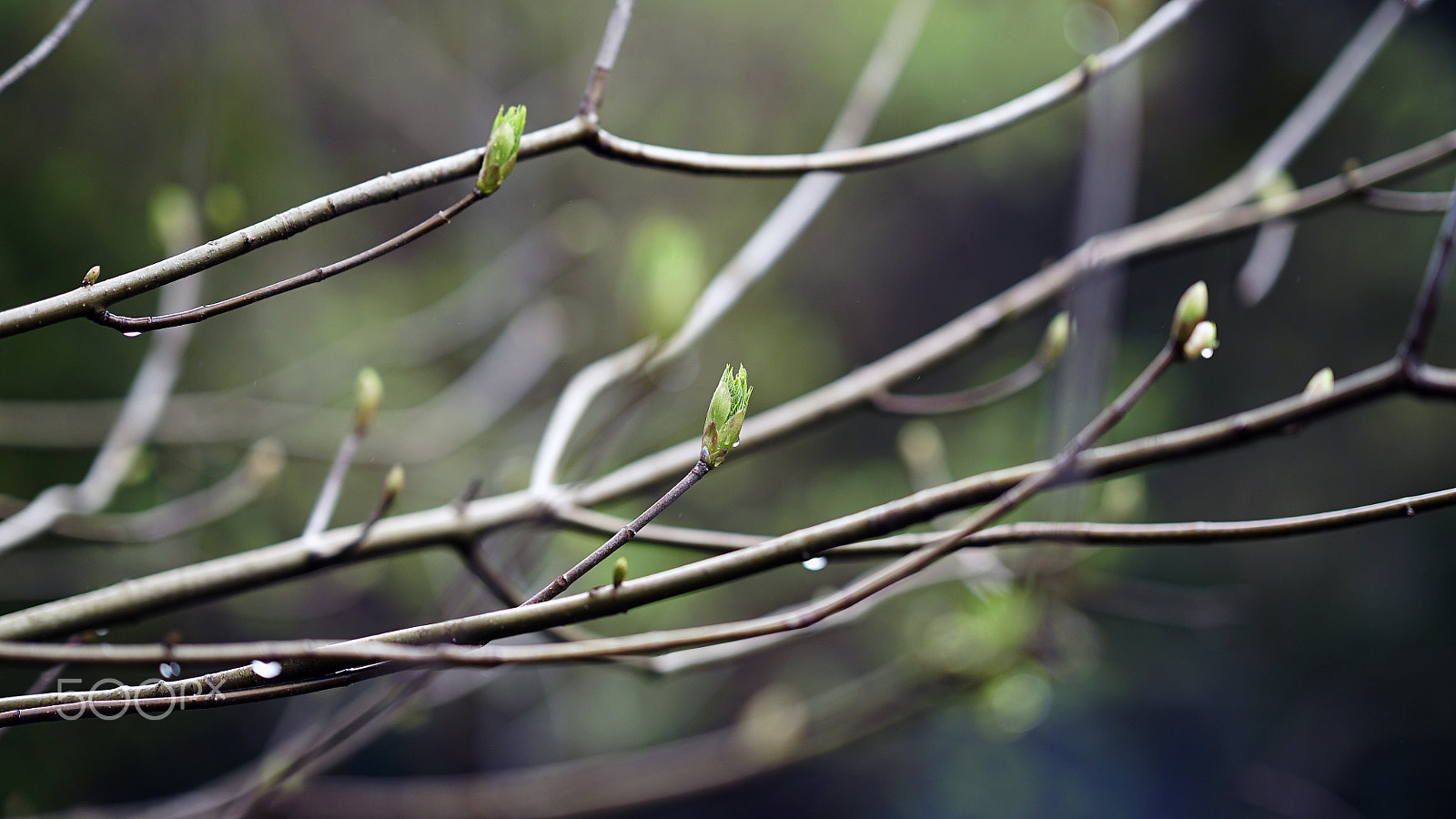 Sony a7S II sample photo. Beginnings photography