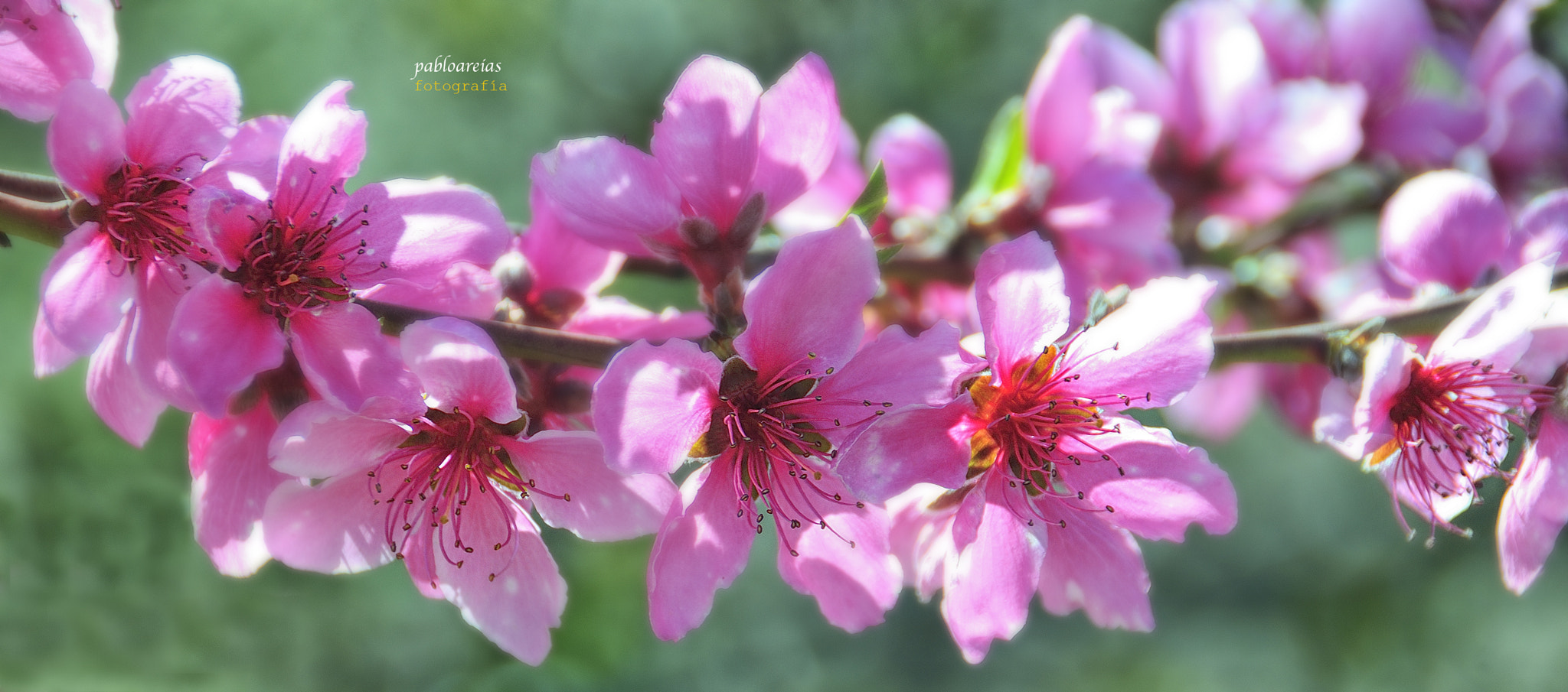 Nikon D300 sample photo. Pink photography