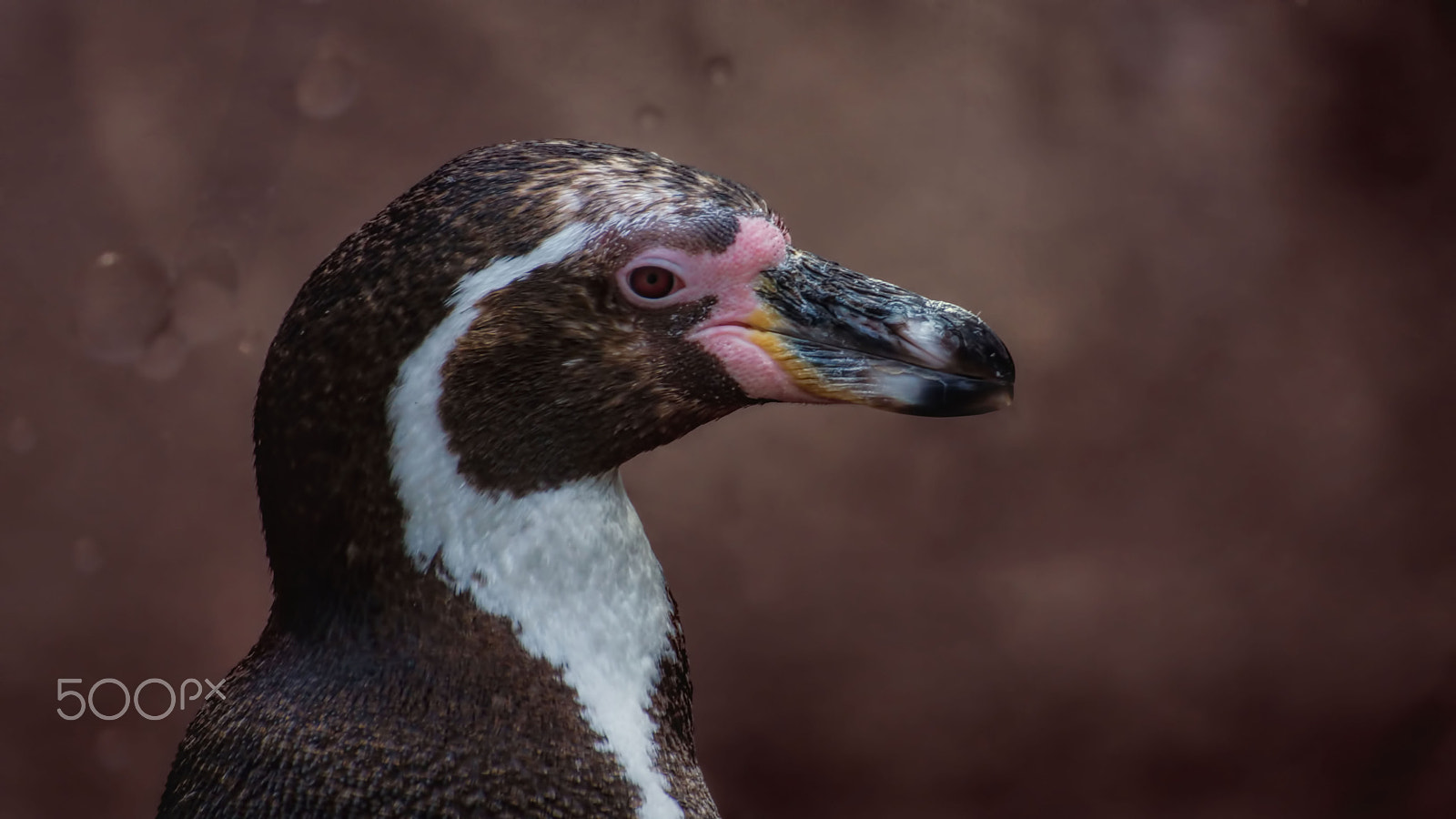 Sony SLT-A77 sample photo. Humboldt-pinguin photography