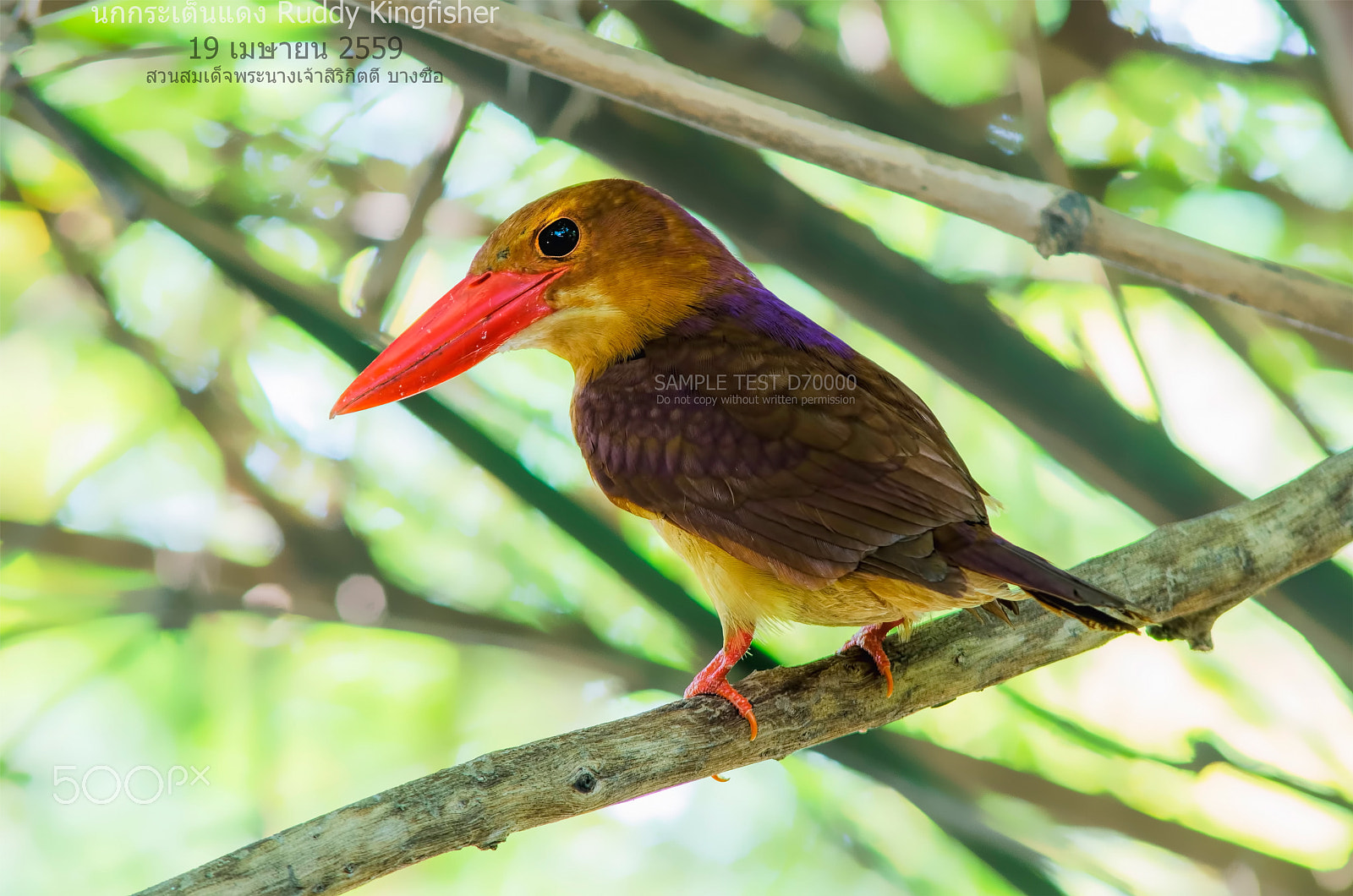 AF Nikkor 300mm f/4 IF-ED sample photo. นกกระเต็นแดง ruddy kingfisher photography