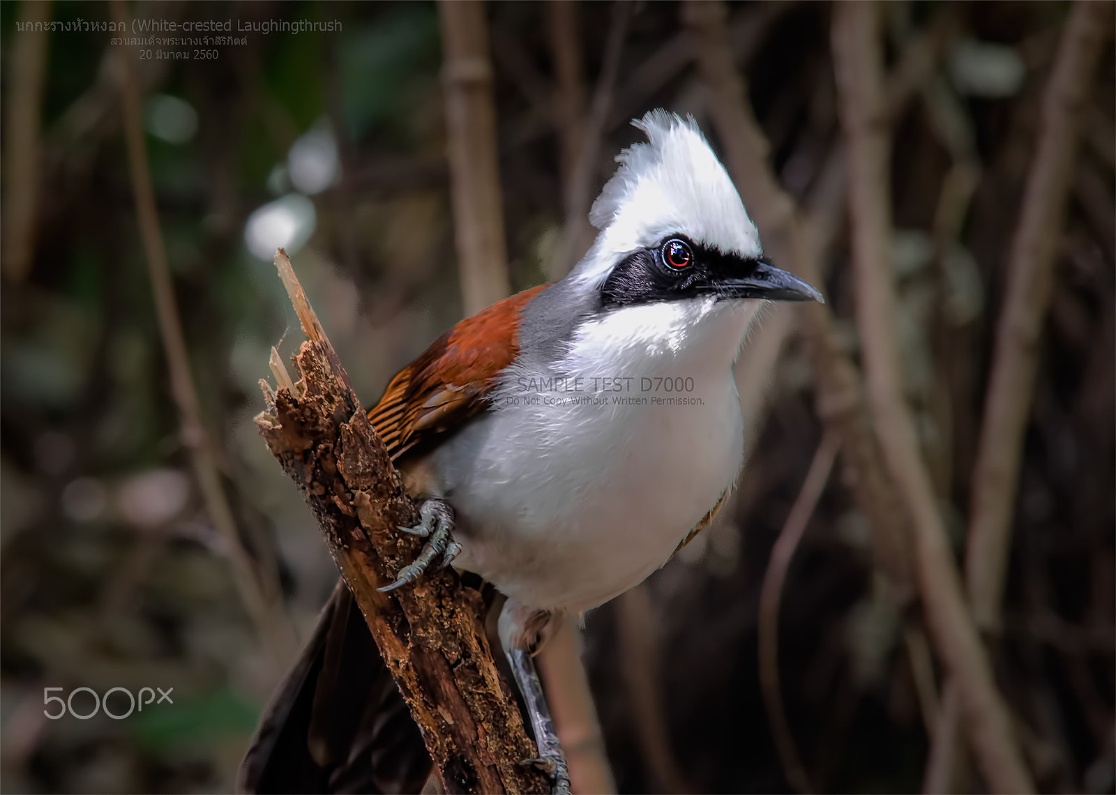 Nikon D7000 + AF Nikkor 300mm f/4 IF-ED sample photo. นกกะรางหัวหงอก (white-crested laughingthrush) photography