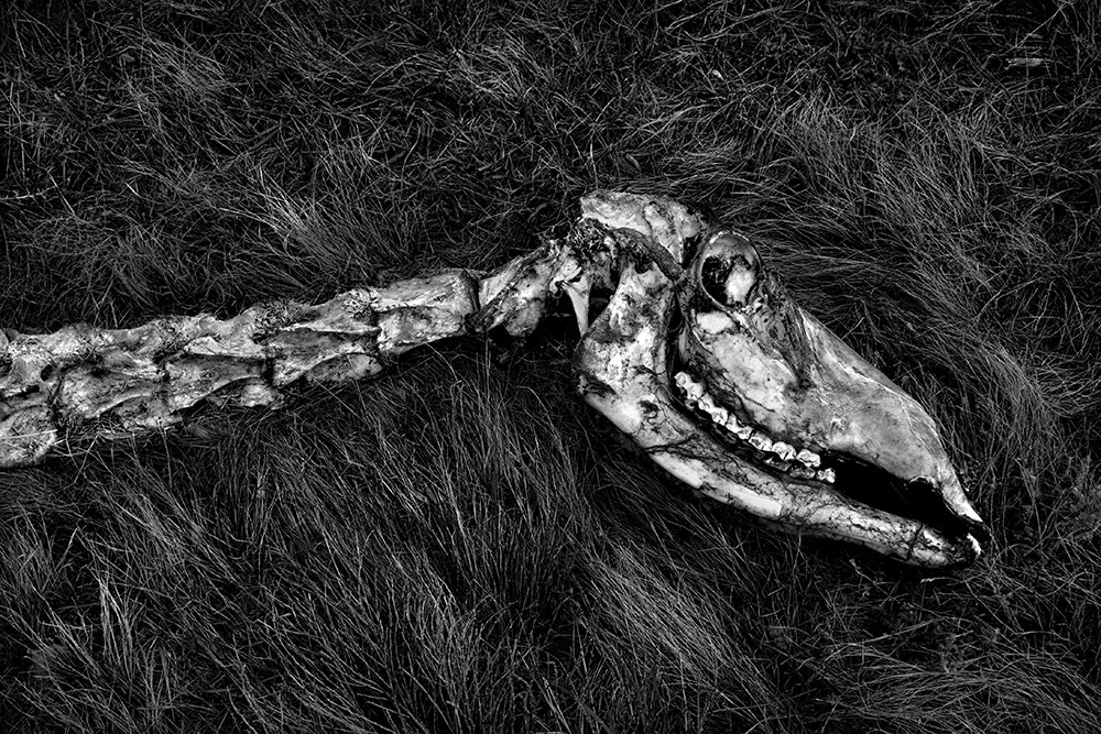 Canon EOS 5D + Canon EF 24-105mm F4L IS USM sample photo. Dinosaur (obscure image 23 of 31) photography