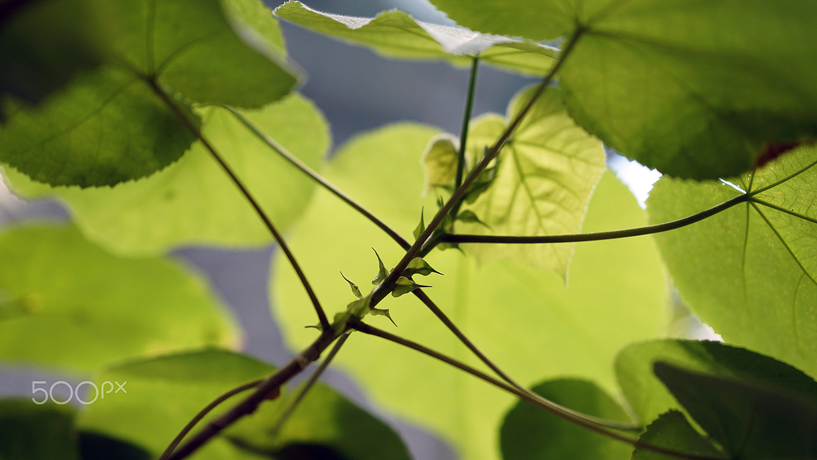 Sony a7S II + Sony FE 85mm F1.4 GM sample photo. Chill photography