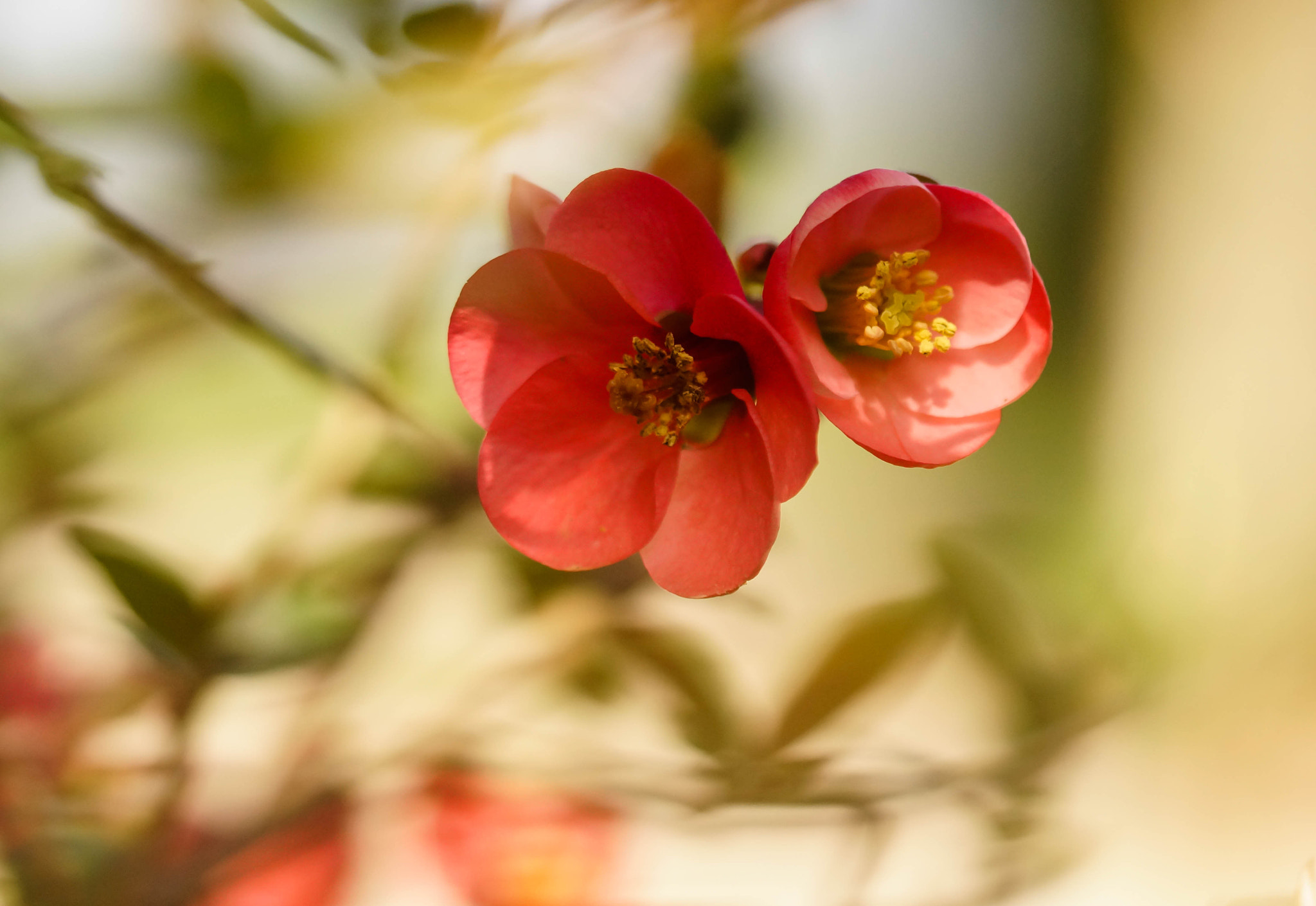 Sony SLT-A58 + 105mm F2.8 sample photo. Doux photography