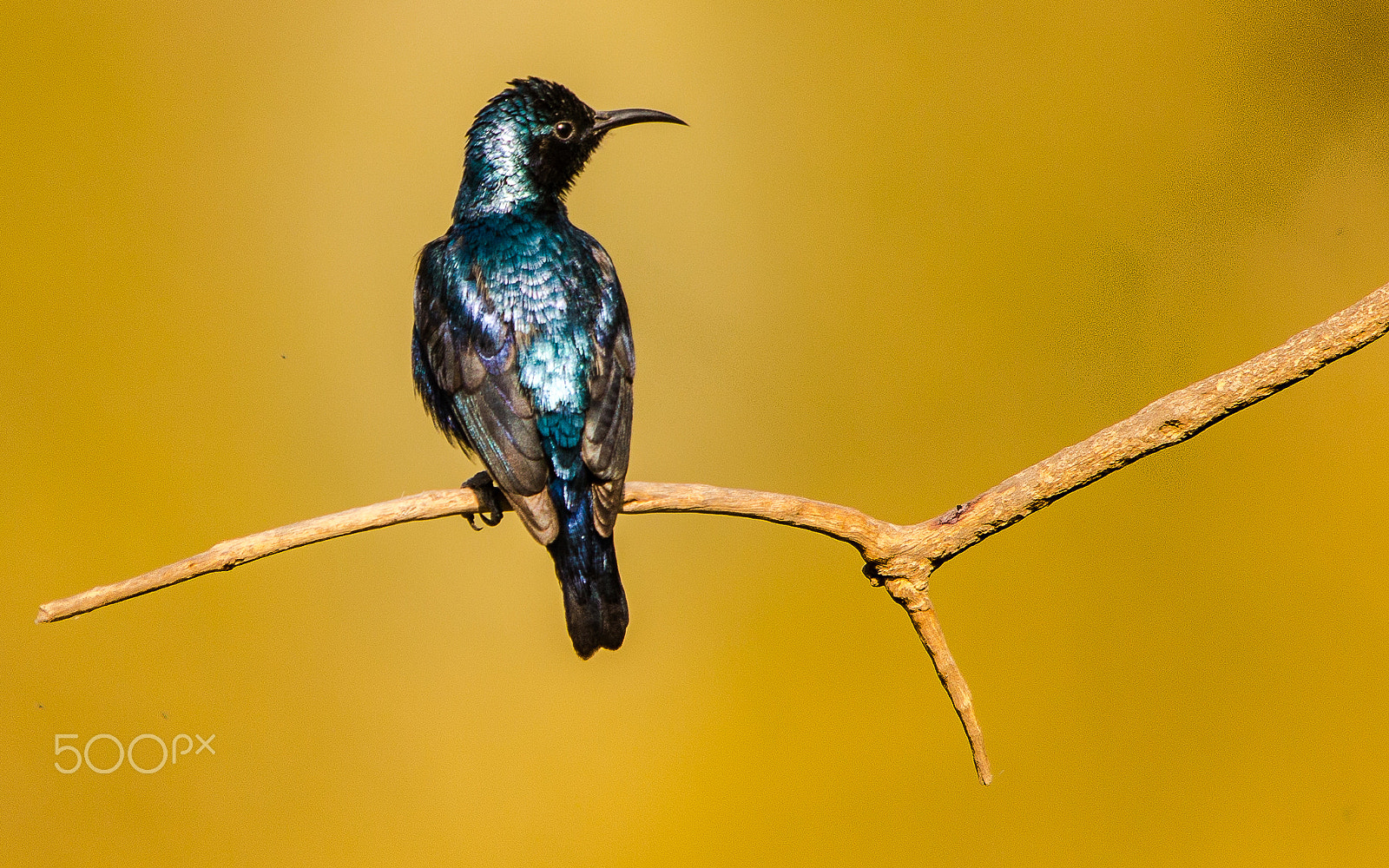 Sigma 150-500mm F5-6.3 DG OS HSM sample photo. Purple sunbird on perch photography