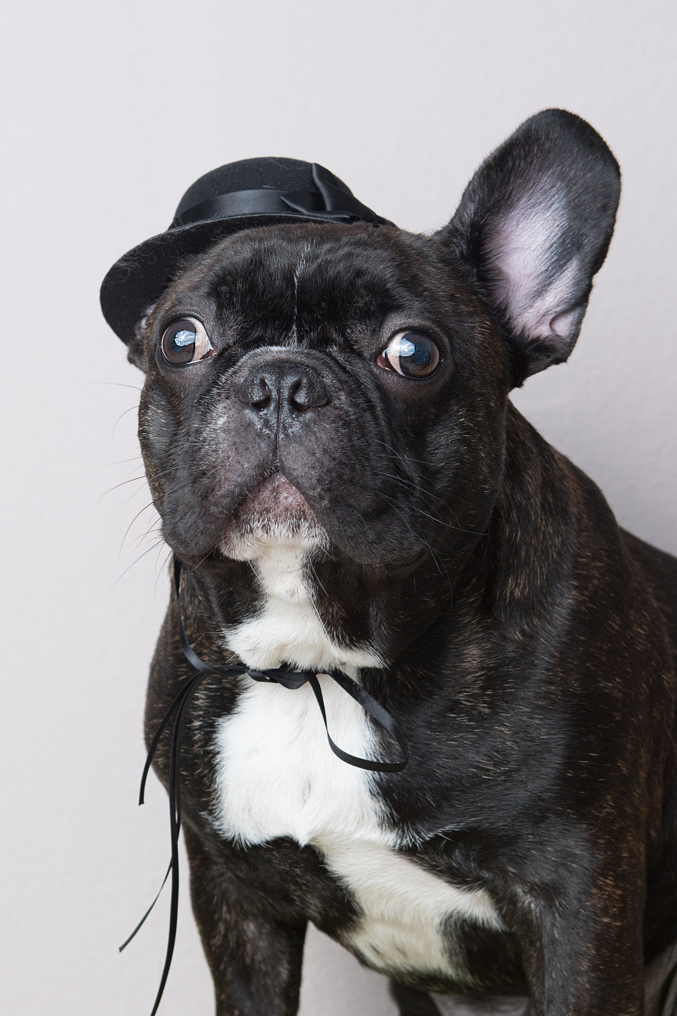 Canon EF 24-70mm F2.8L USM sample photo. I am mr.bull, french bull photography