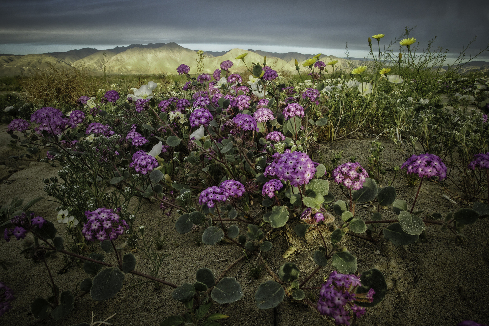 Canon EOS-1D Mark IV sample photo. Desert bloom photography
