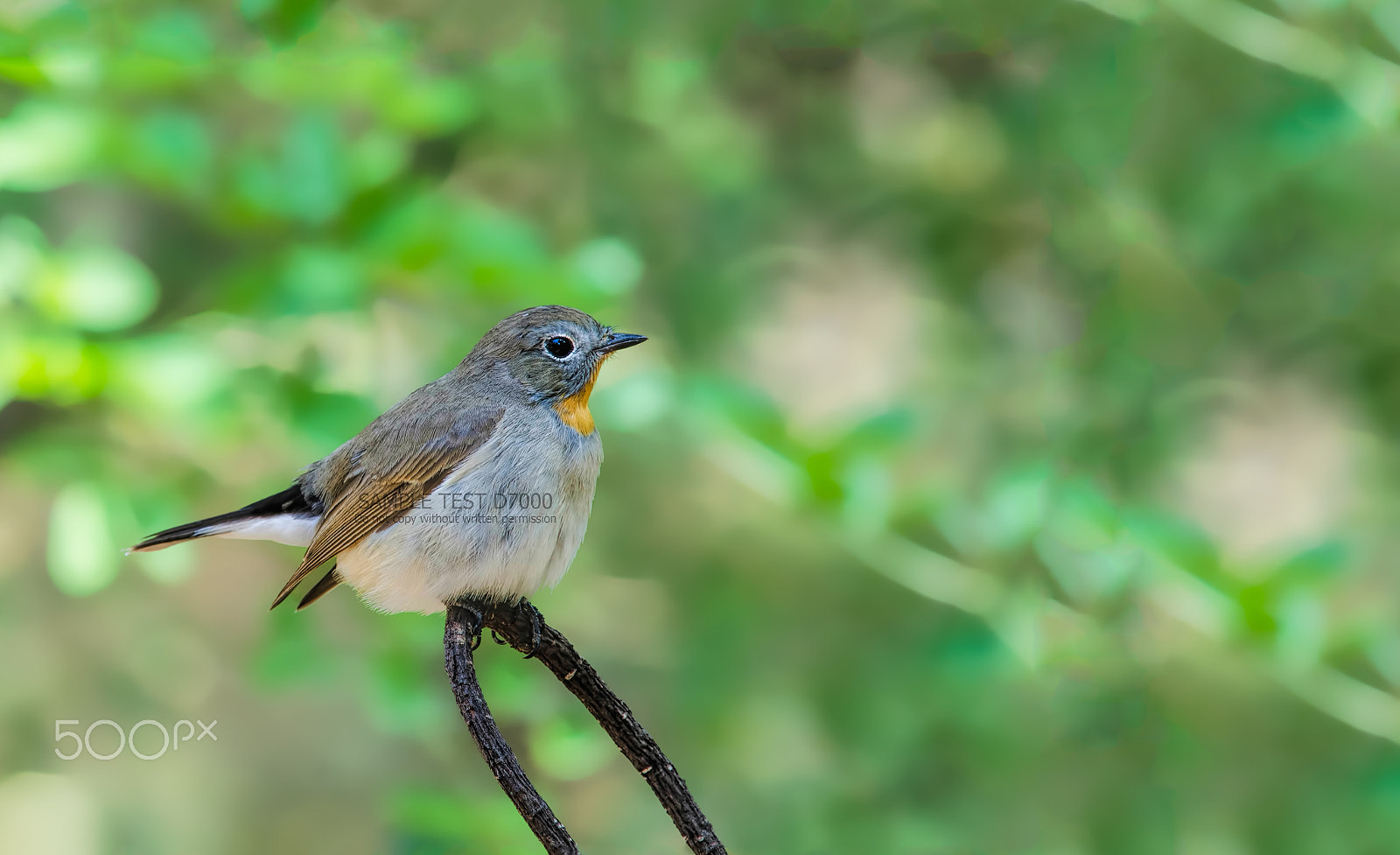 AF Nikkor 300mm f/4 IF-ED sample photo. นกจับแมลงคอแดง / red-throated flycatcher photography