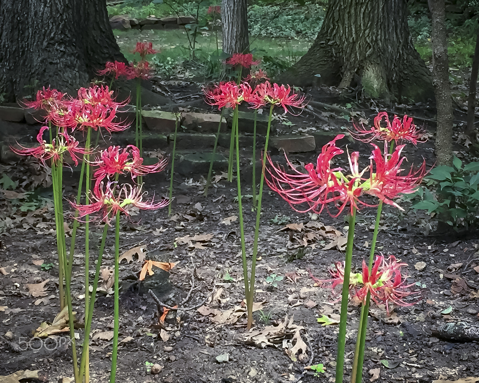 Apple iPhone7,1 sample photo. Red spider lilies photography
