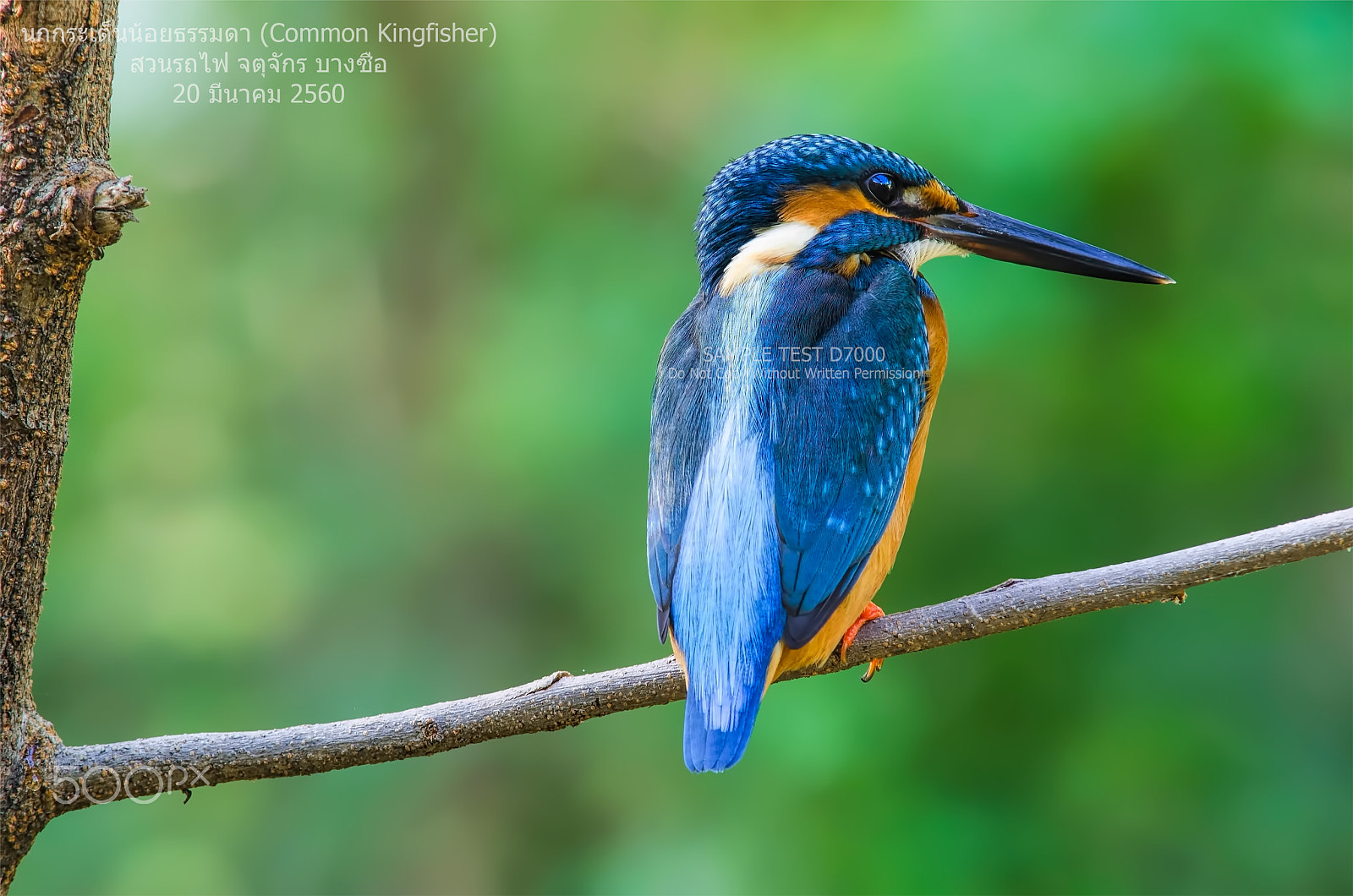 AF Nikkor 300mm f/4 IF-ED sample photo. Common kingfisher photography