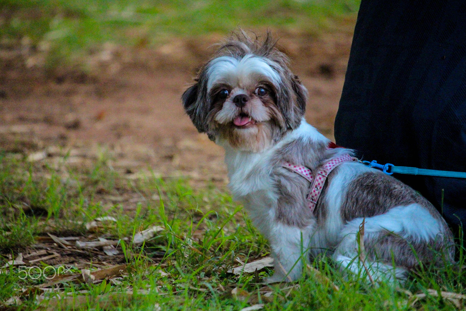 Canon EF-S 55-250mm F4-5.6 IS STM sample photo. Perro fotogenico photography