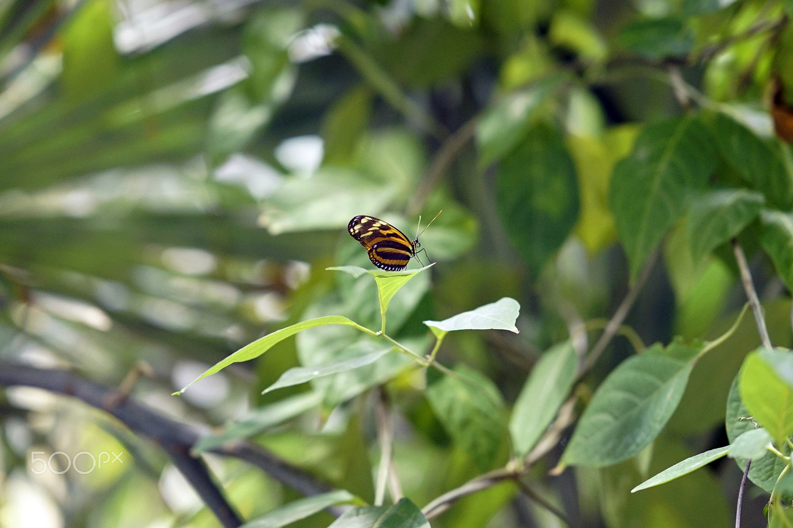 Sony a7S II + Sony FE 85mm F1.4 GM sample photo. If photography