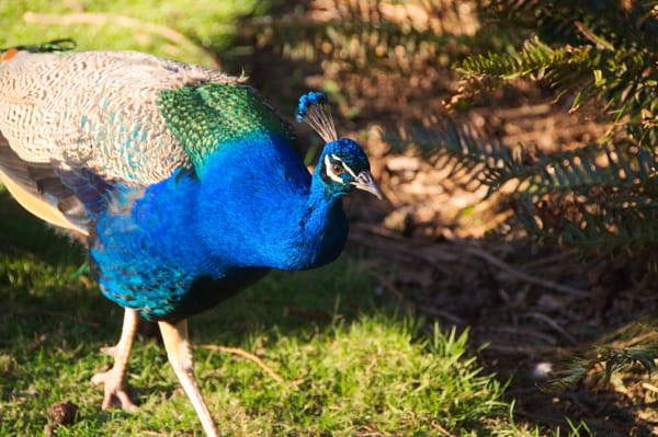 Nikon D90 + Nikon AF-S DX Nikkor 18-200mm F3.5-5.6G IF-ED VR