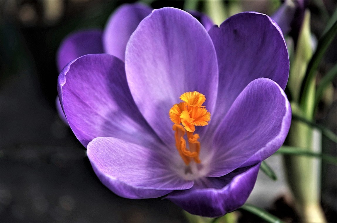 Pentax K-50 + Pentax smc DA 18-55mm F3.5-5.6 AL sample photo. Big purple and orange flower. photography