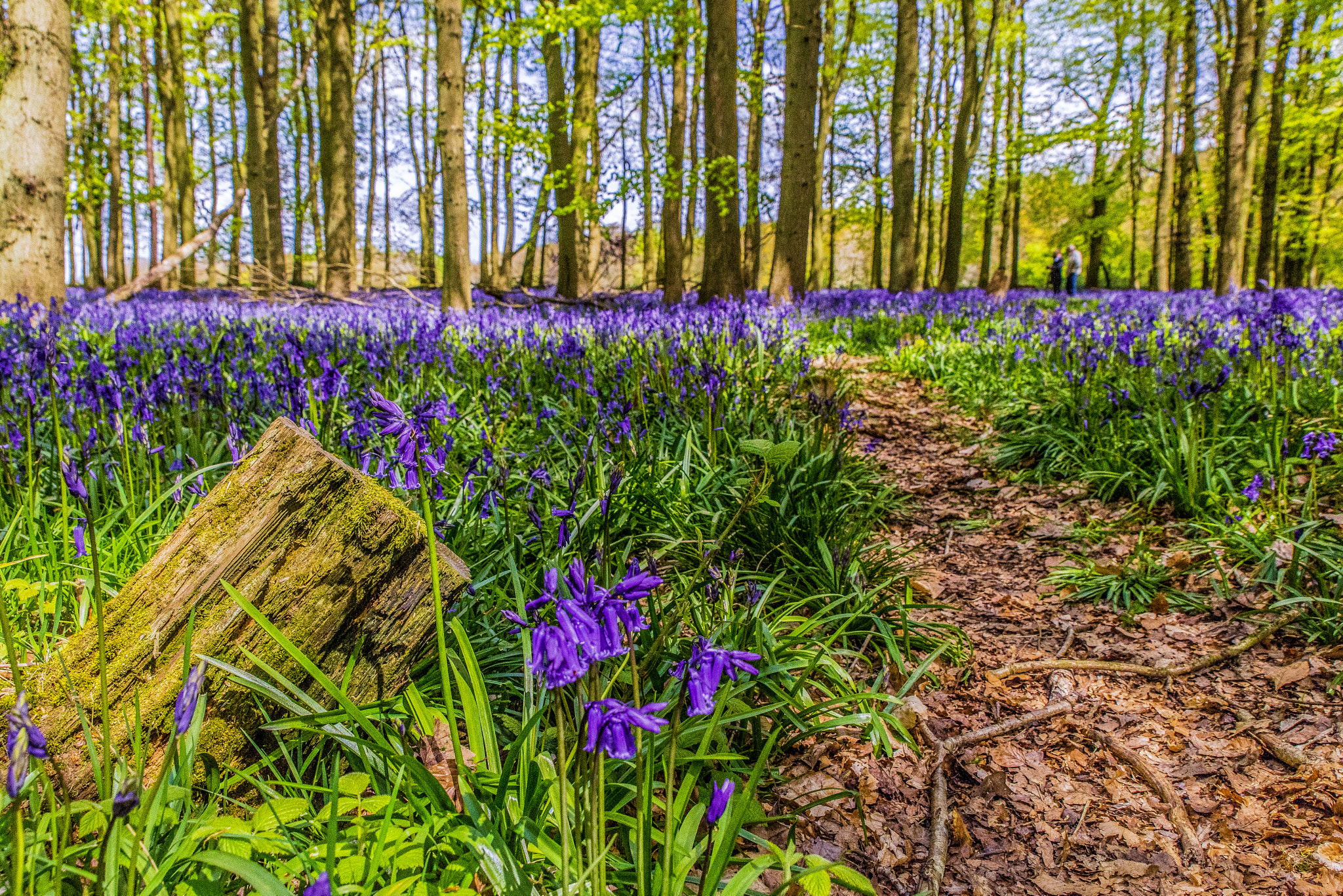 Tamron SP 24-70mm F2.8 Di VC USD sample photo. Bluebells dockey wood photography