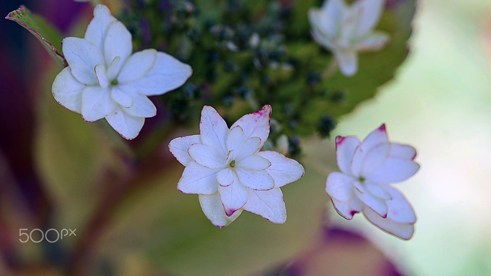 Sony a7S II + Sony FE 90mm F2.8 Macro G OSS sample photo. Hollywood photography