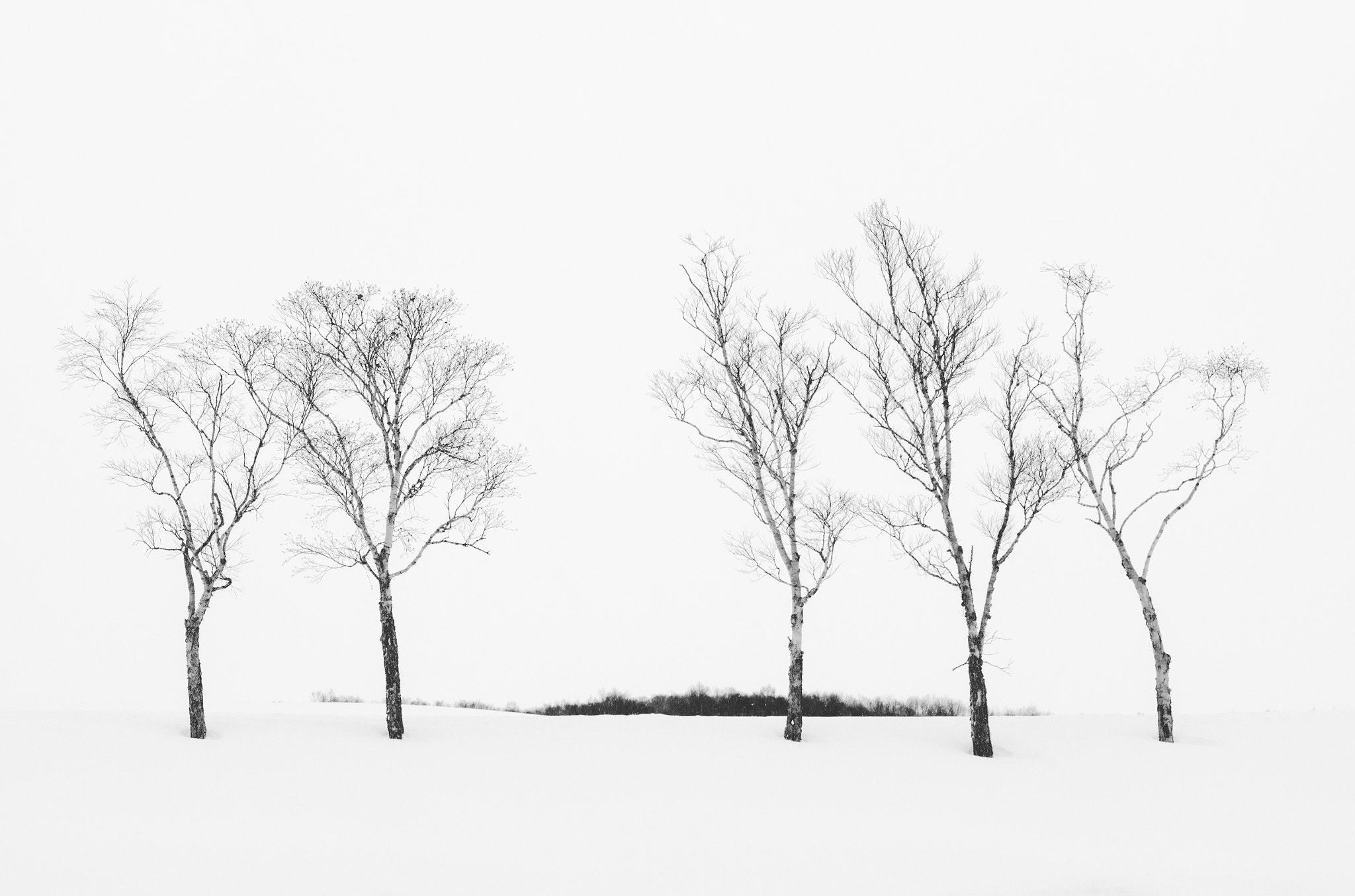 Nikon D5100 sample photo. Snow trees photography