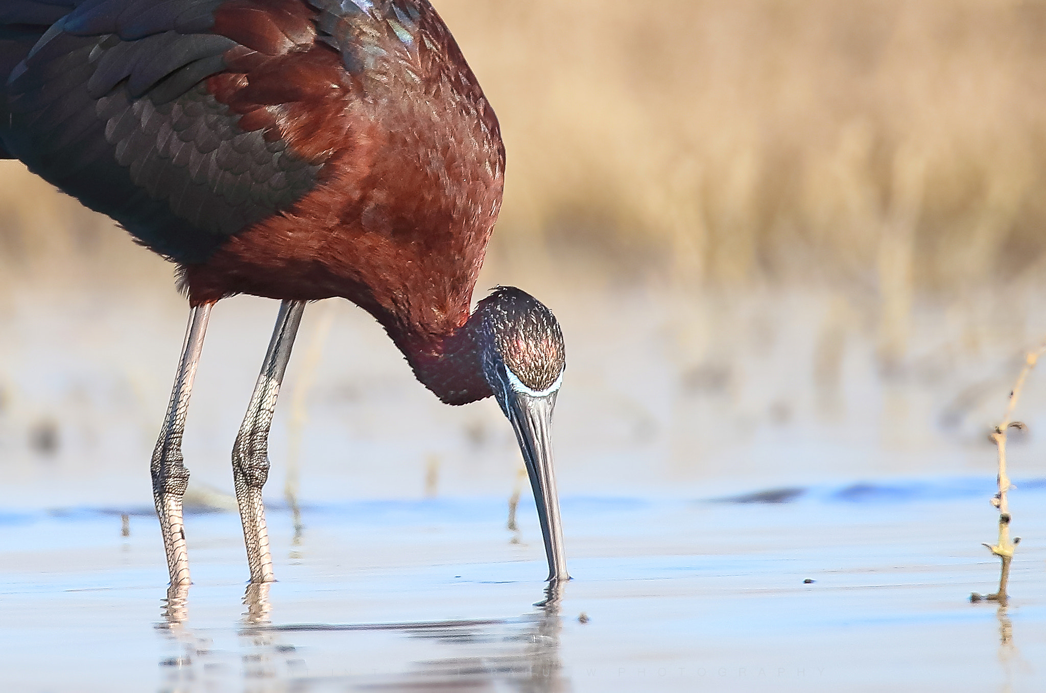 Sigma 150mm f/2.8 EX DG OS HSM APO Macro sample photo. Glossy ibis photography