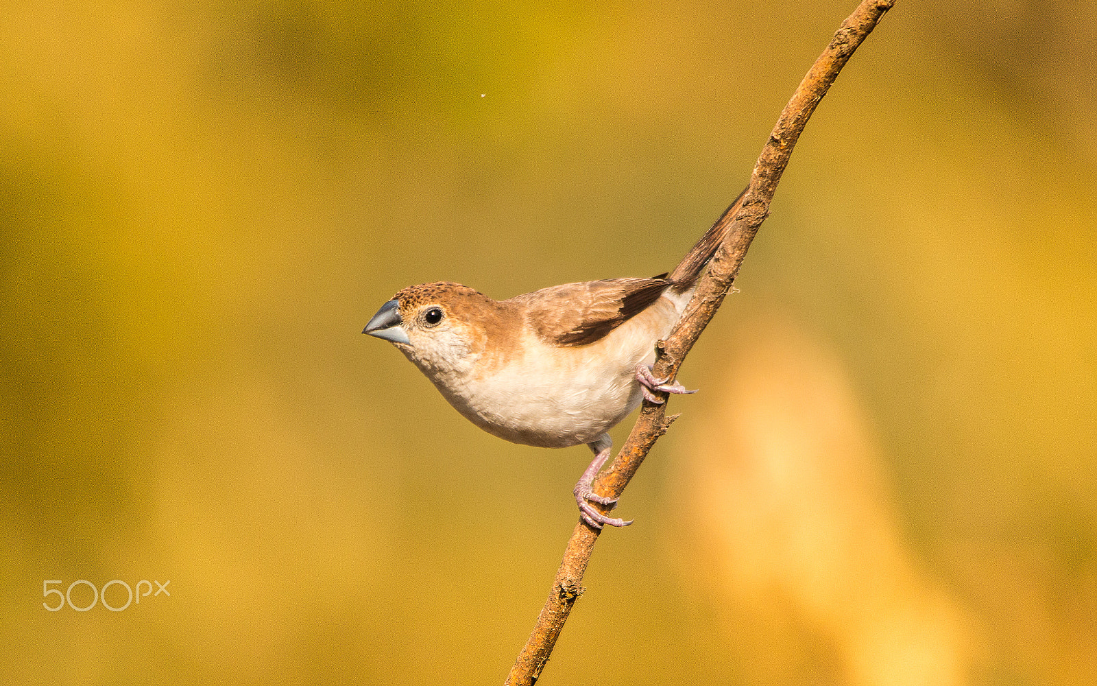 Canon EOS 70D + Sigma 150-500mm F5-6.3 DG OS HSM sample photo. Indian silverbill photography