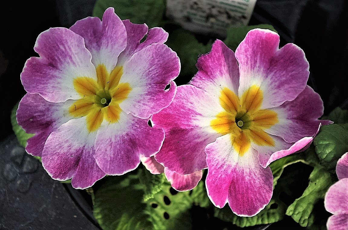 Pentax smc DA 18-55mm F3.5-5.6 AL sample photo. A couple of pansies, i think. photography