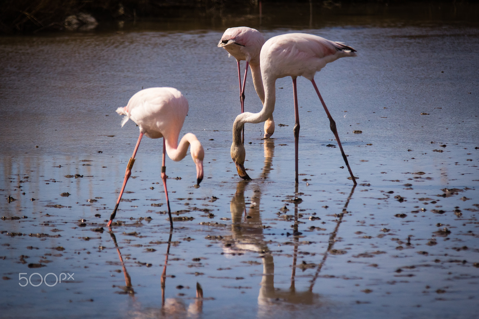Canon EOS 60D sample photo. Pink flamingos in camargue photography