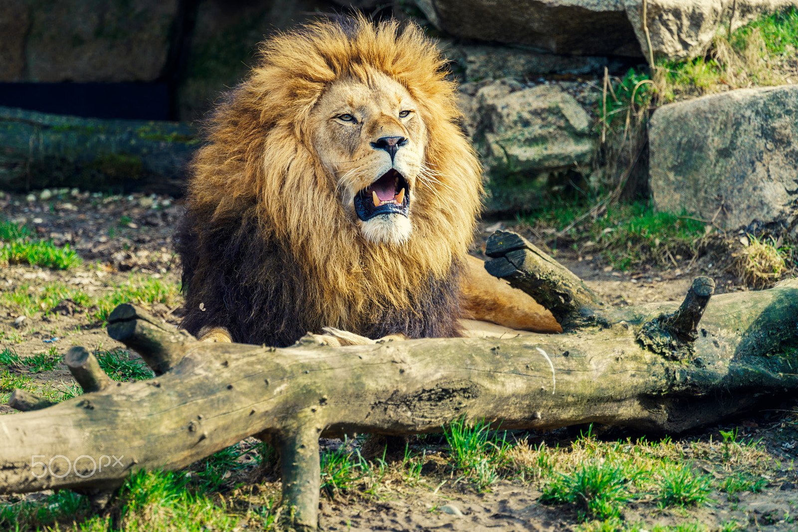 Sony a7R II + Sony FE 70-300mm F4.5-5.6 G OSS sample photo. Roaring lion photography