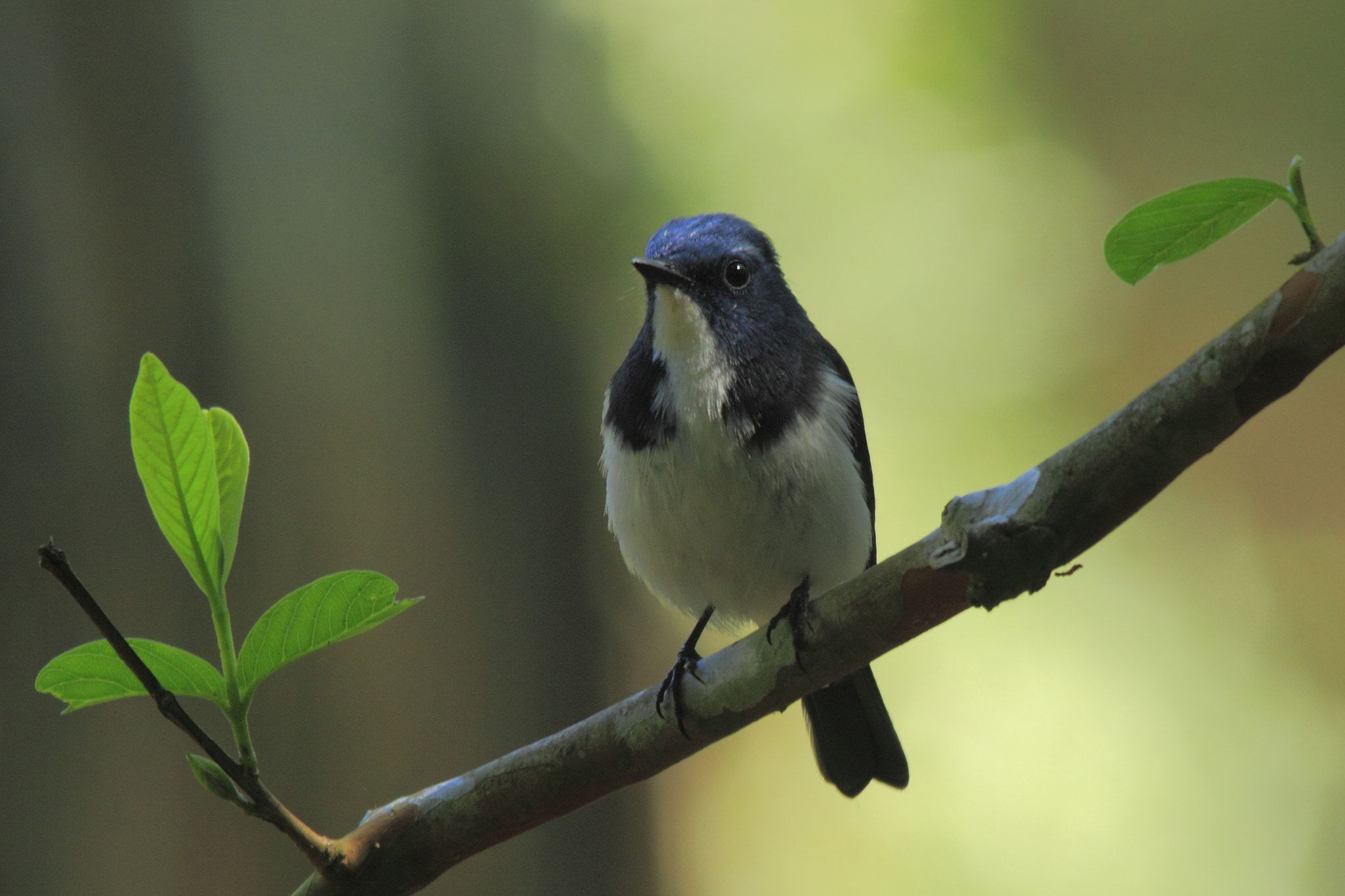 Canon EOS 550D (EOS Rebel T2i / EOS Kiss X4) + Sigma 150-500mm F5-6.3 DG OS HSM sample photo. Ultramarine flycatcher photography