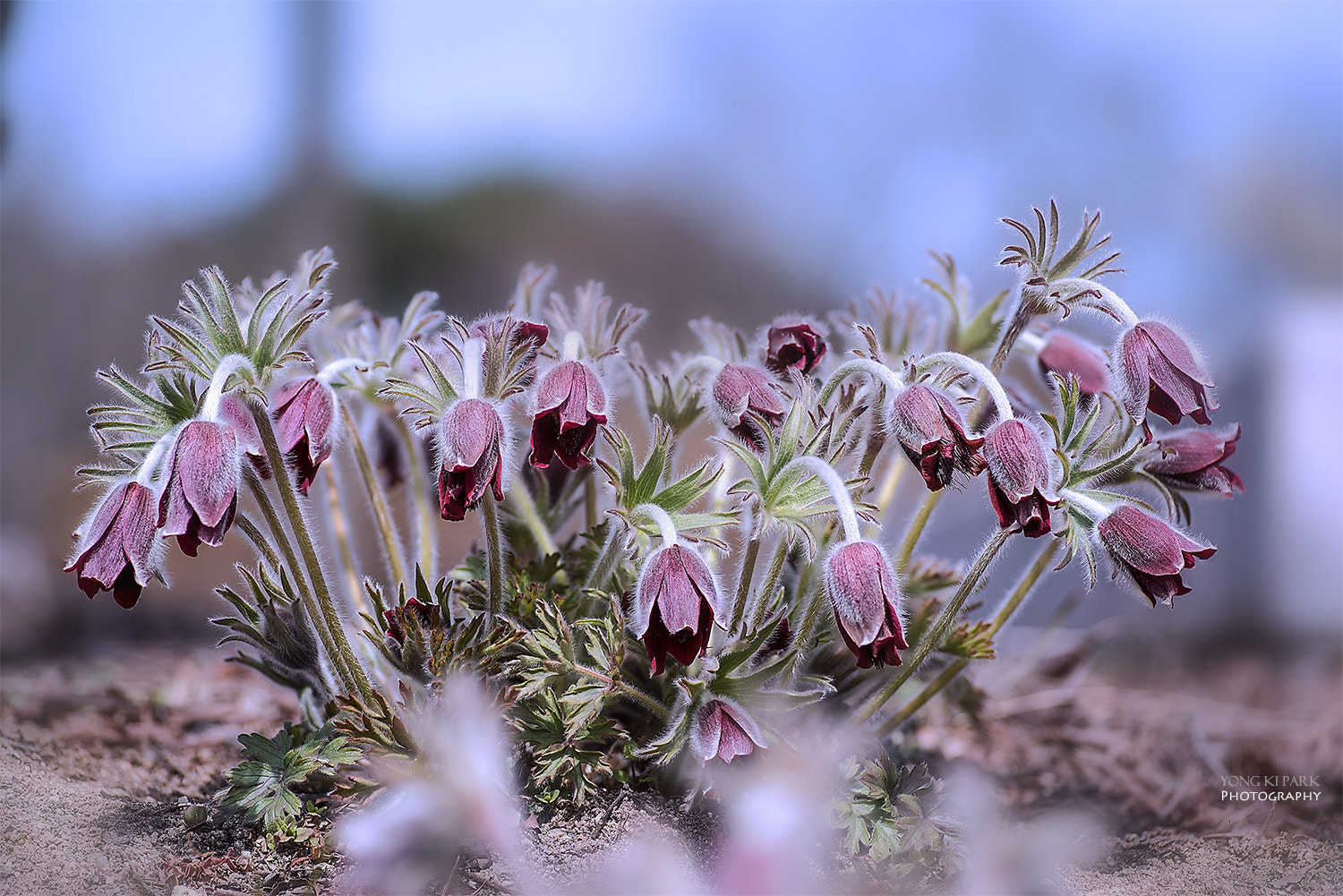 Pentax K-1 sample photo. Opening of the spring-10 photography