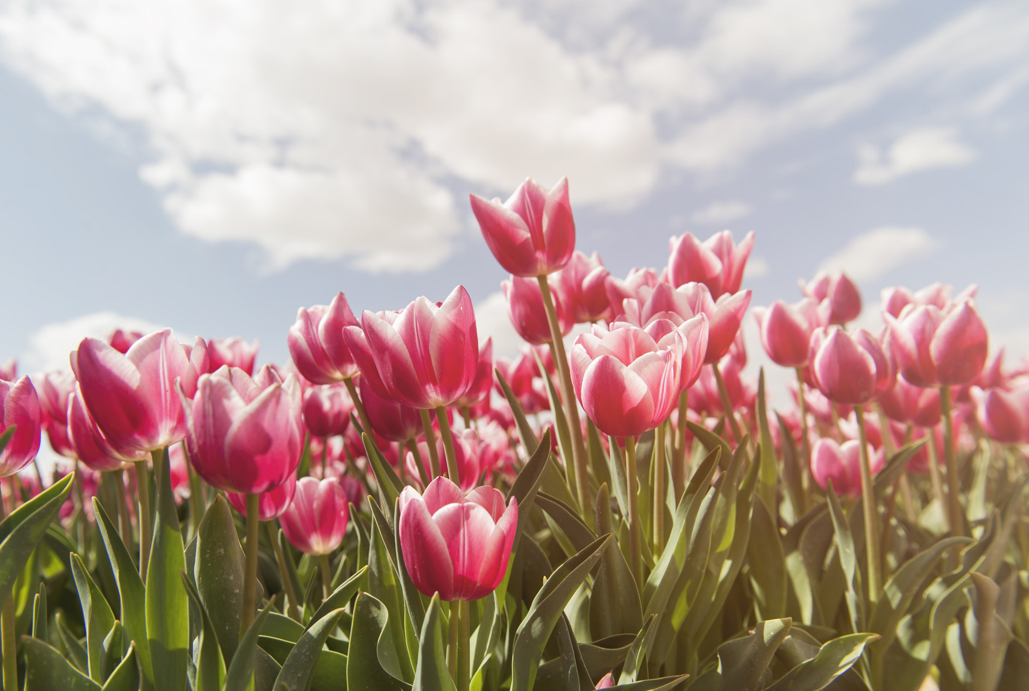 Nikon D3 sample photo. Tulips photography