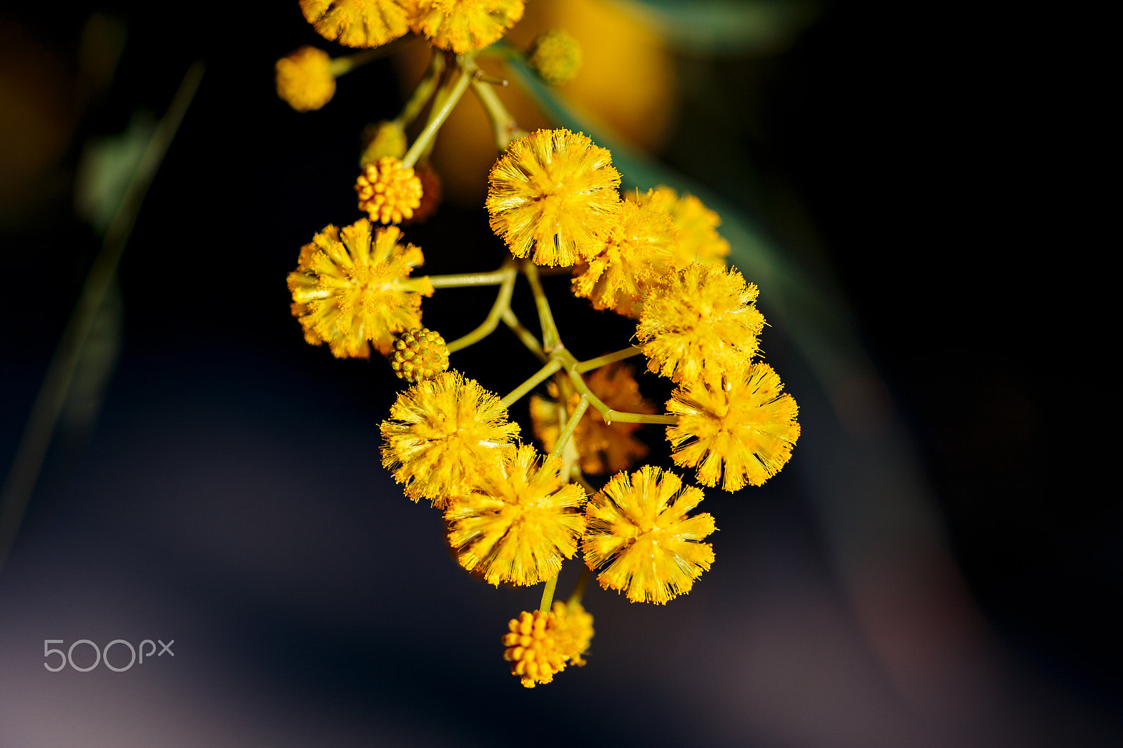 Canon EF 100-200mm f/4.5A sample photo. Welcome spring photography