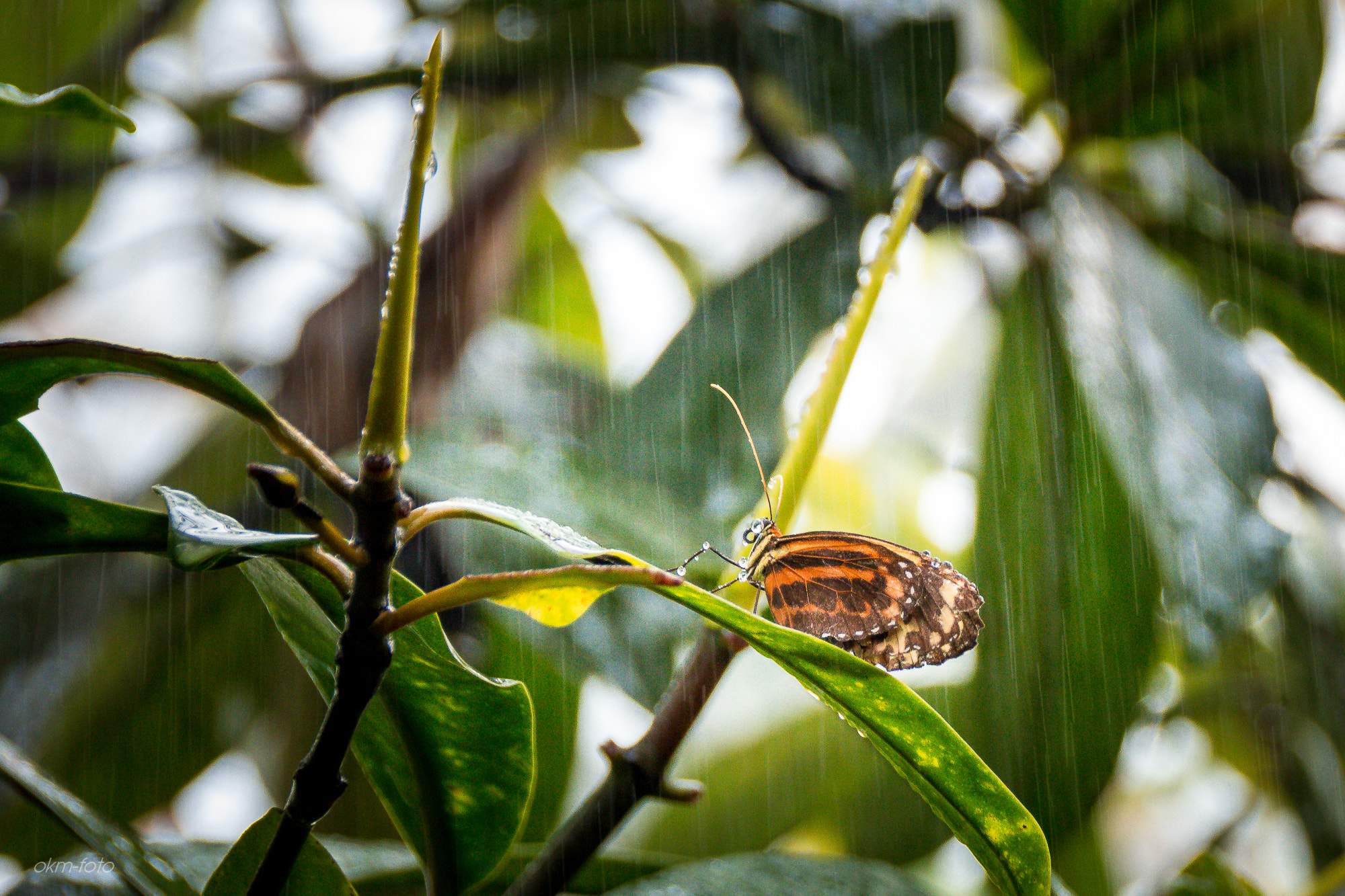 Sigma 18-250mm F3.5-6.3 DC OS HSM sample photo. Schmetterling photography