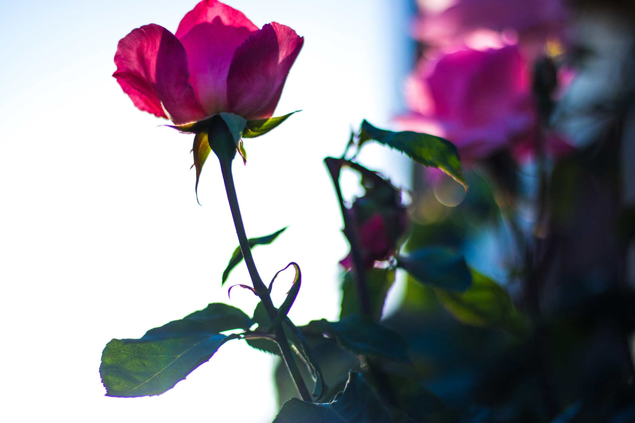 Canon EOS 750D (EOS Rebel T6i / EOS Kiss X8i) sample photo. By any other name photography