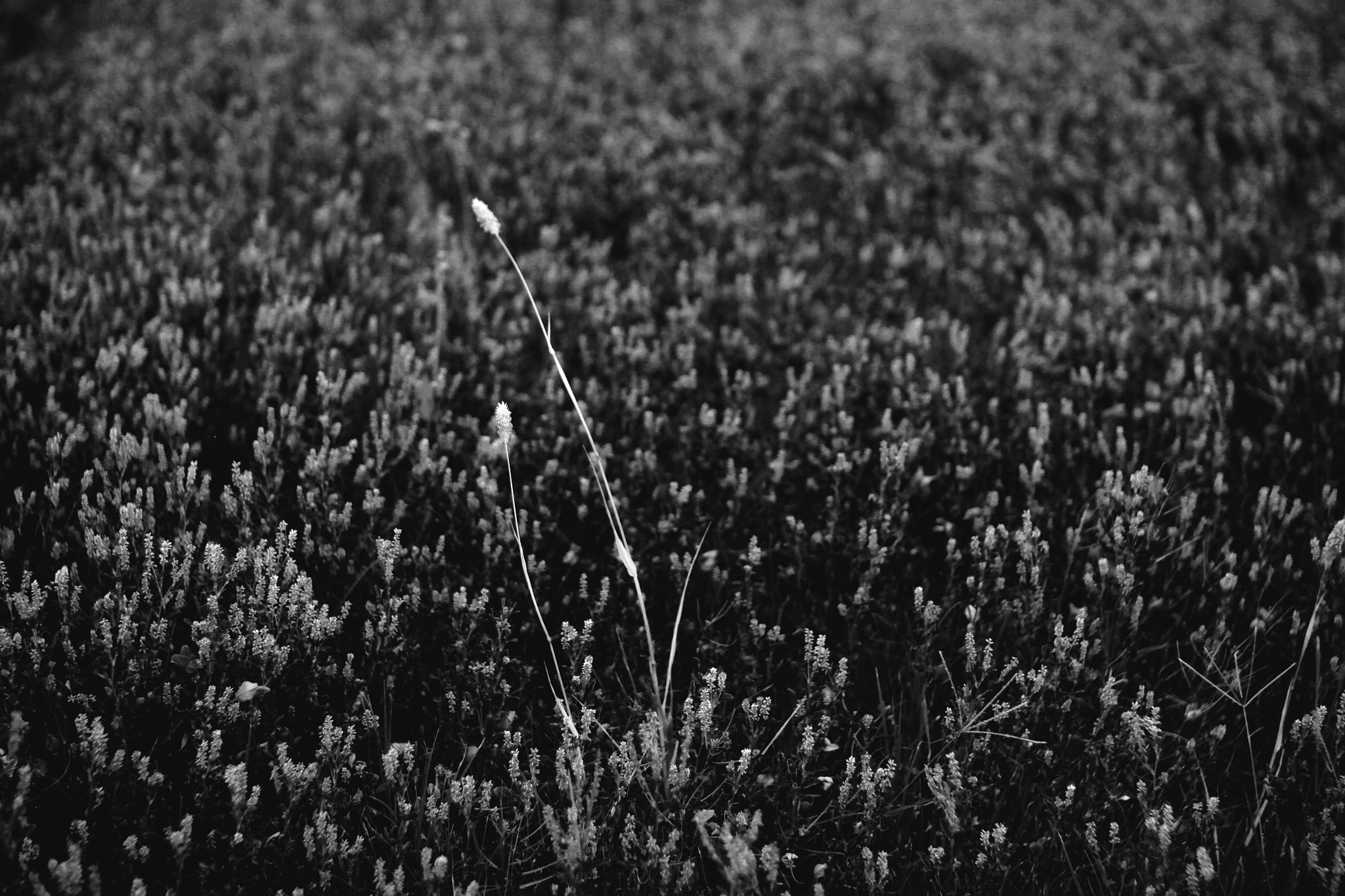 Sigma 30mm F1.4 EX DC HSM sample photo. Campo en el viento photography