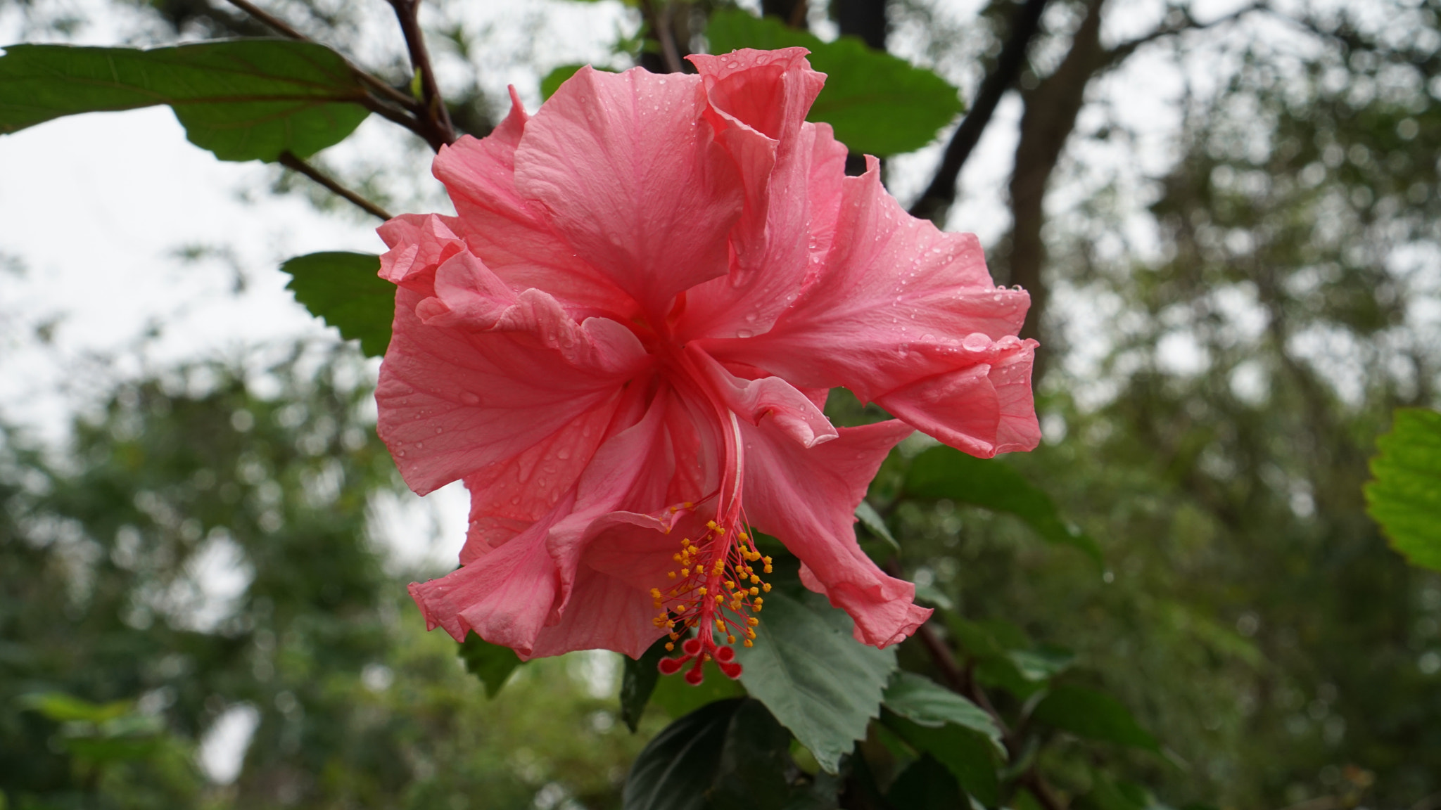 Sony a6000 sample photo. Hibiscus photography