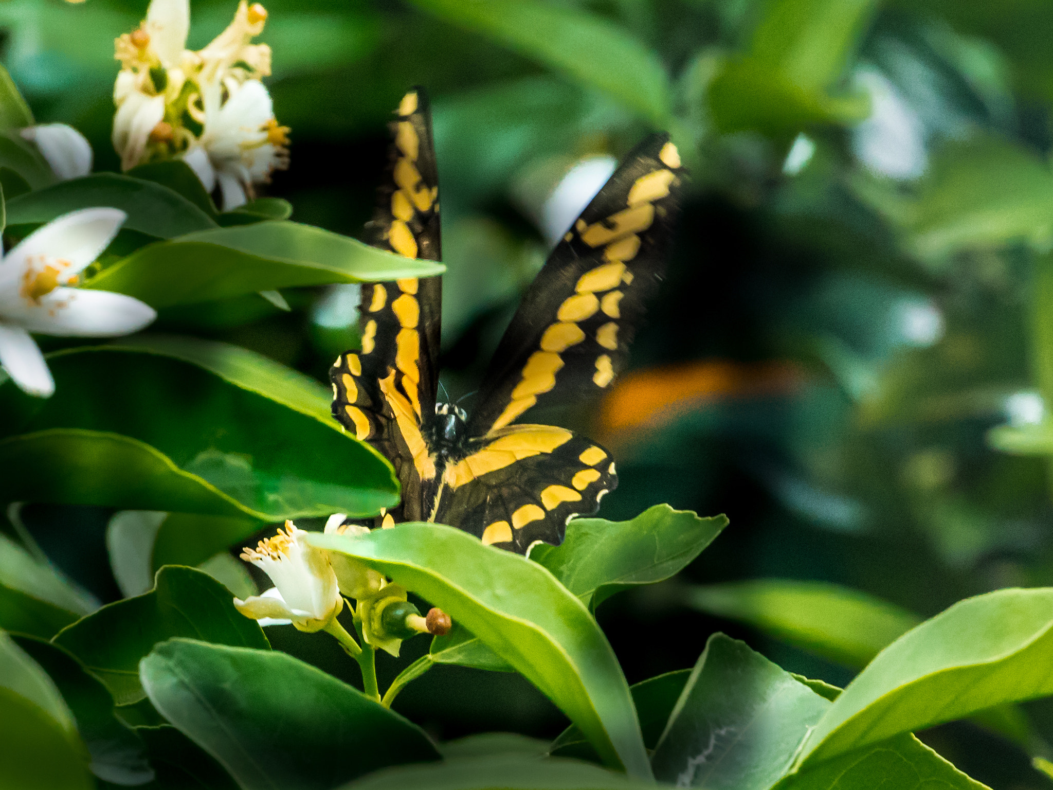 Canon EF 70-300mm F4-5.6L IS USM sample photo. The magnificent symmetry of his wings photography