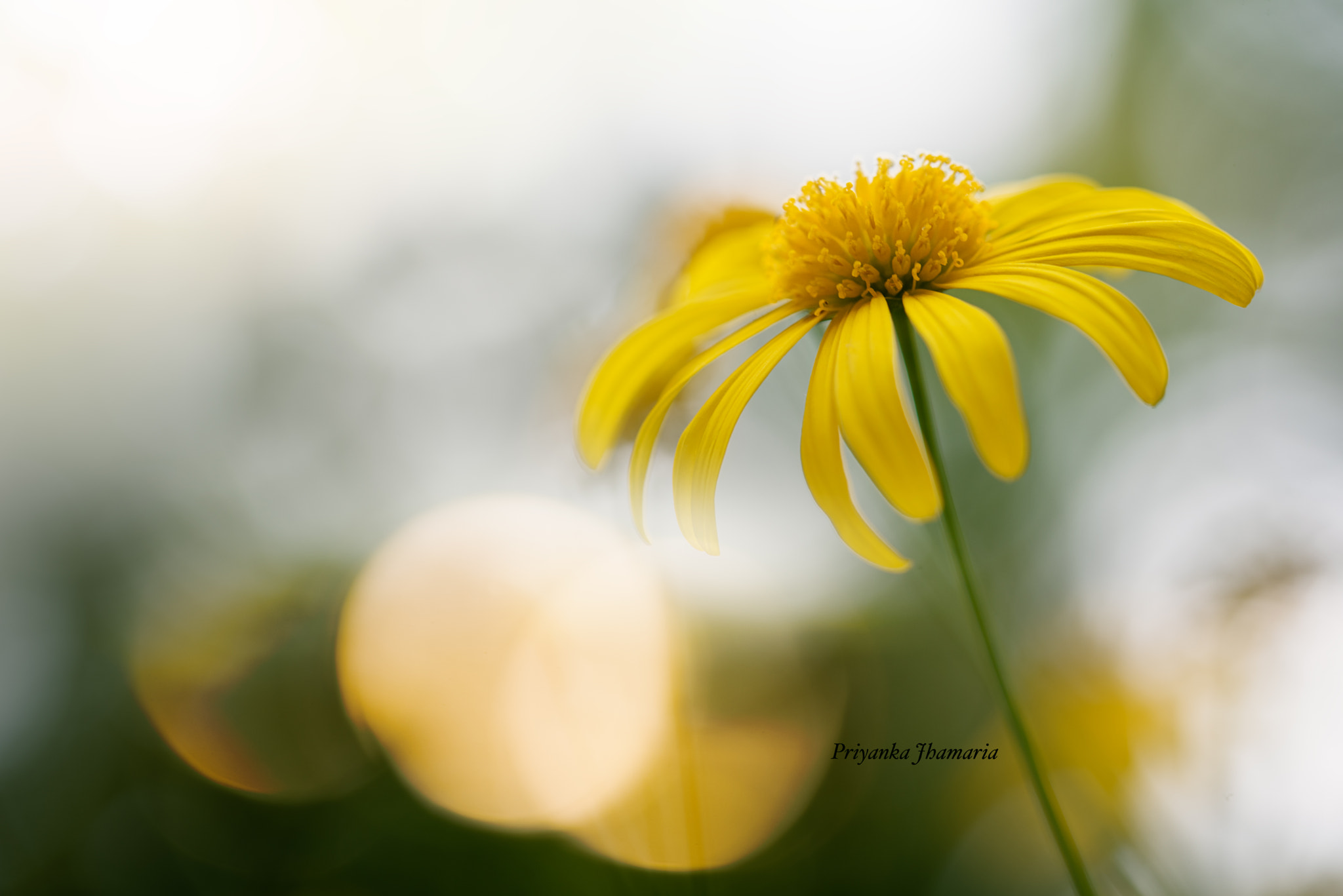 Sigma 105mm F2.8 EX DG OS HSM sample photo. Golden days photography