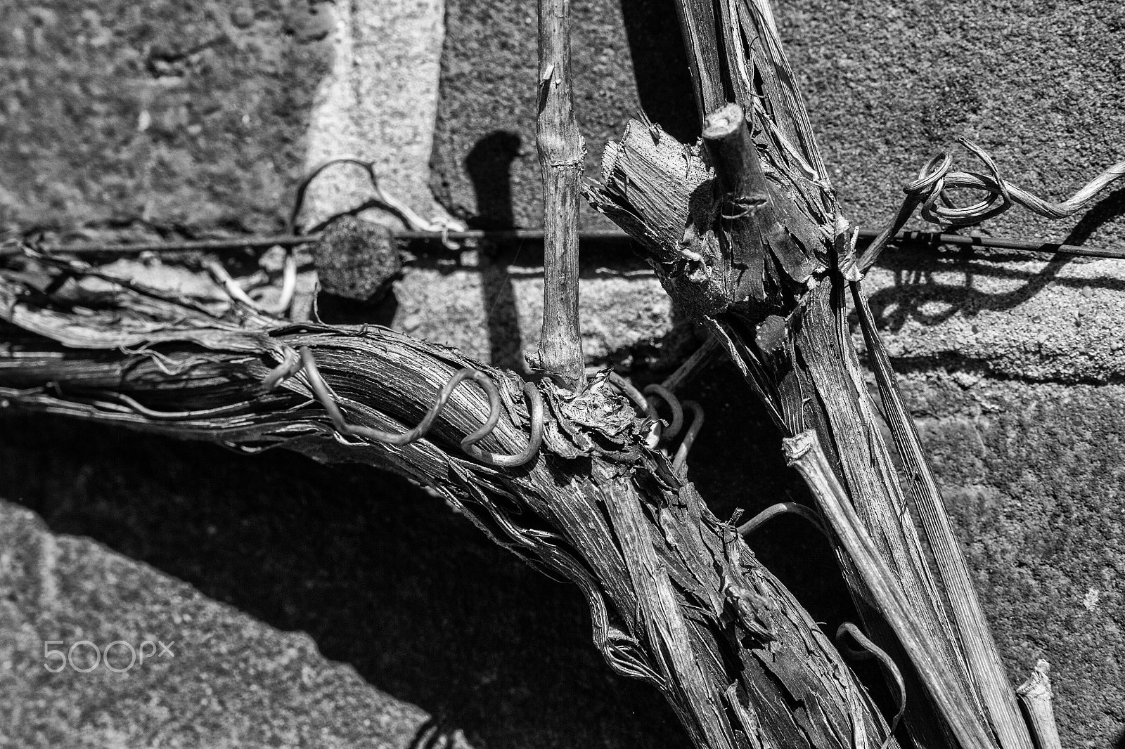Canon EOS 60D sample photo. An old wine bush, an very old wall and a fresh spring sun photography
