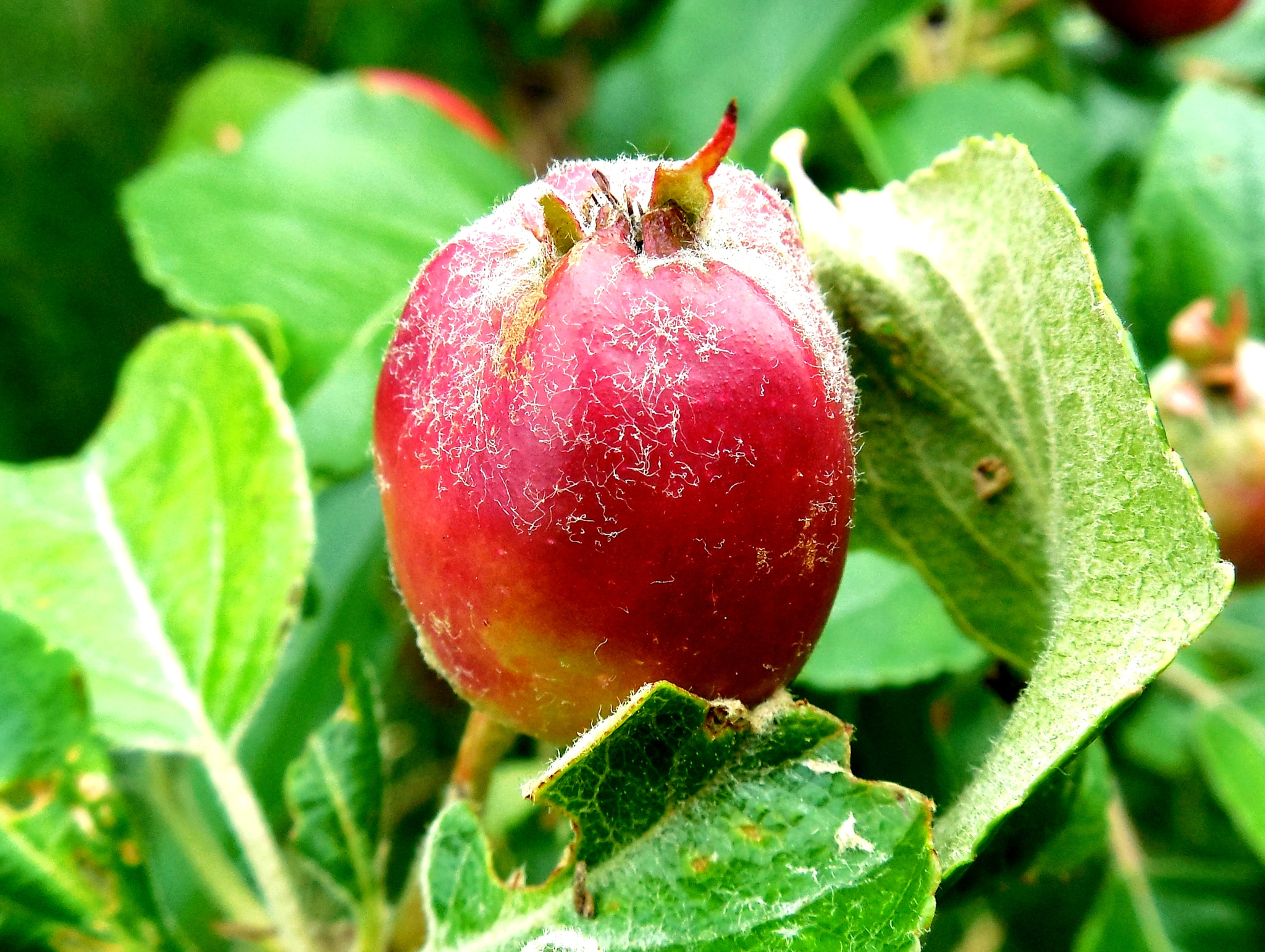 Nikon Coolpix L610 sample photo. Apfel/appel photography