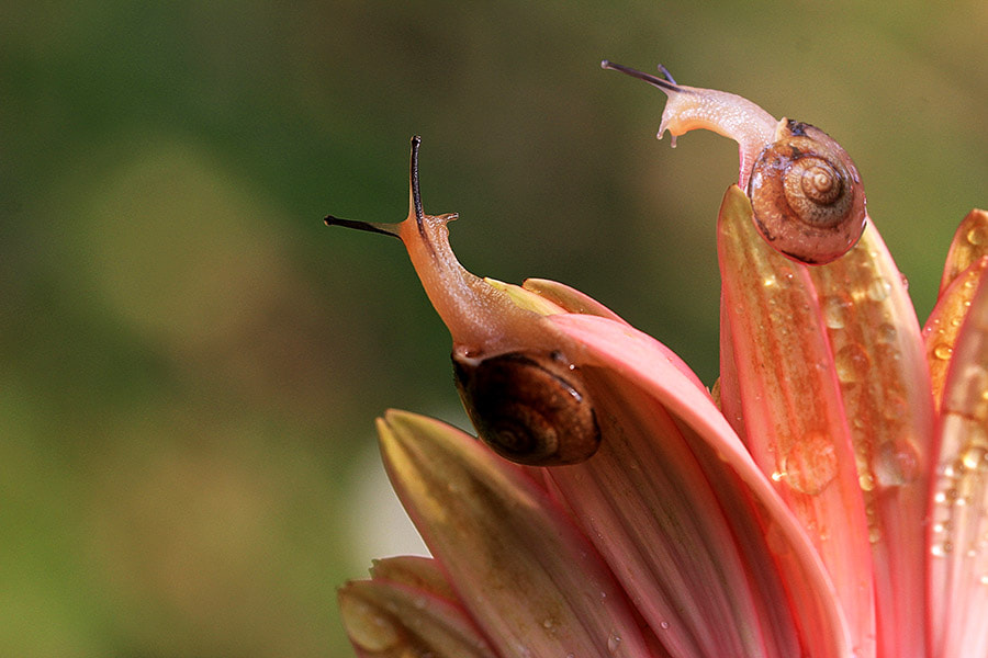 Canon EF 100mm F2.8L Macro IS USM sample photo. Snail , flower photography