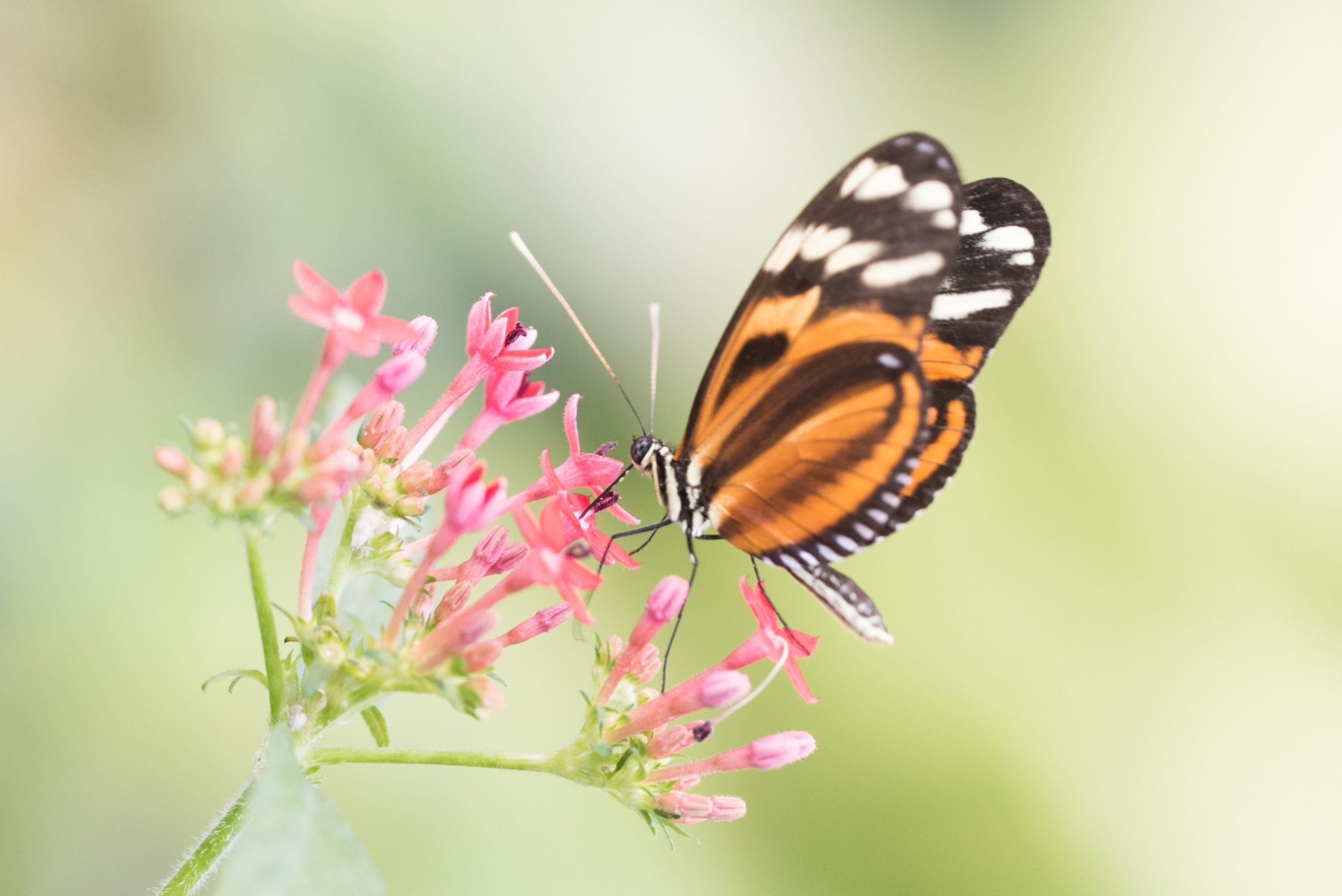 Nikon D750 sample photo. Butterfly and flowers photography