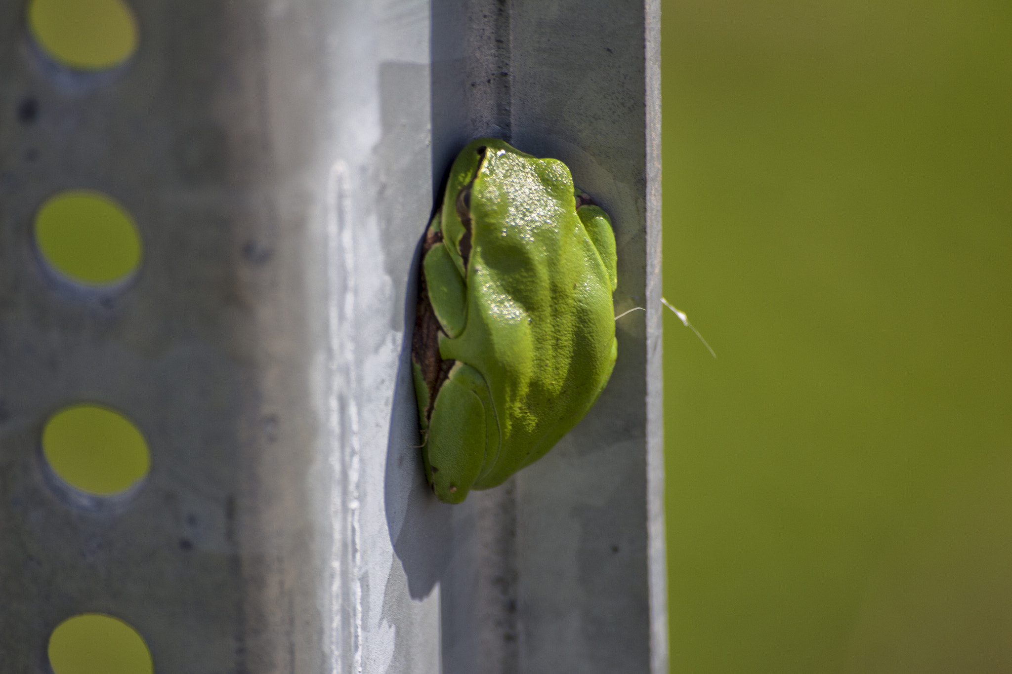 Canon EOS 700D (EOS Rebel T5i / EOS Kiss X7i) sample photo. Frog photography