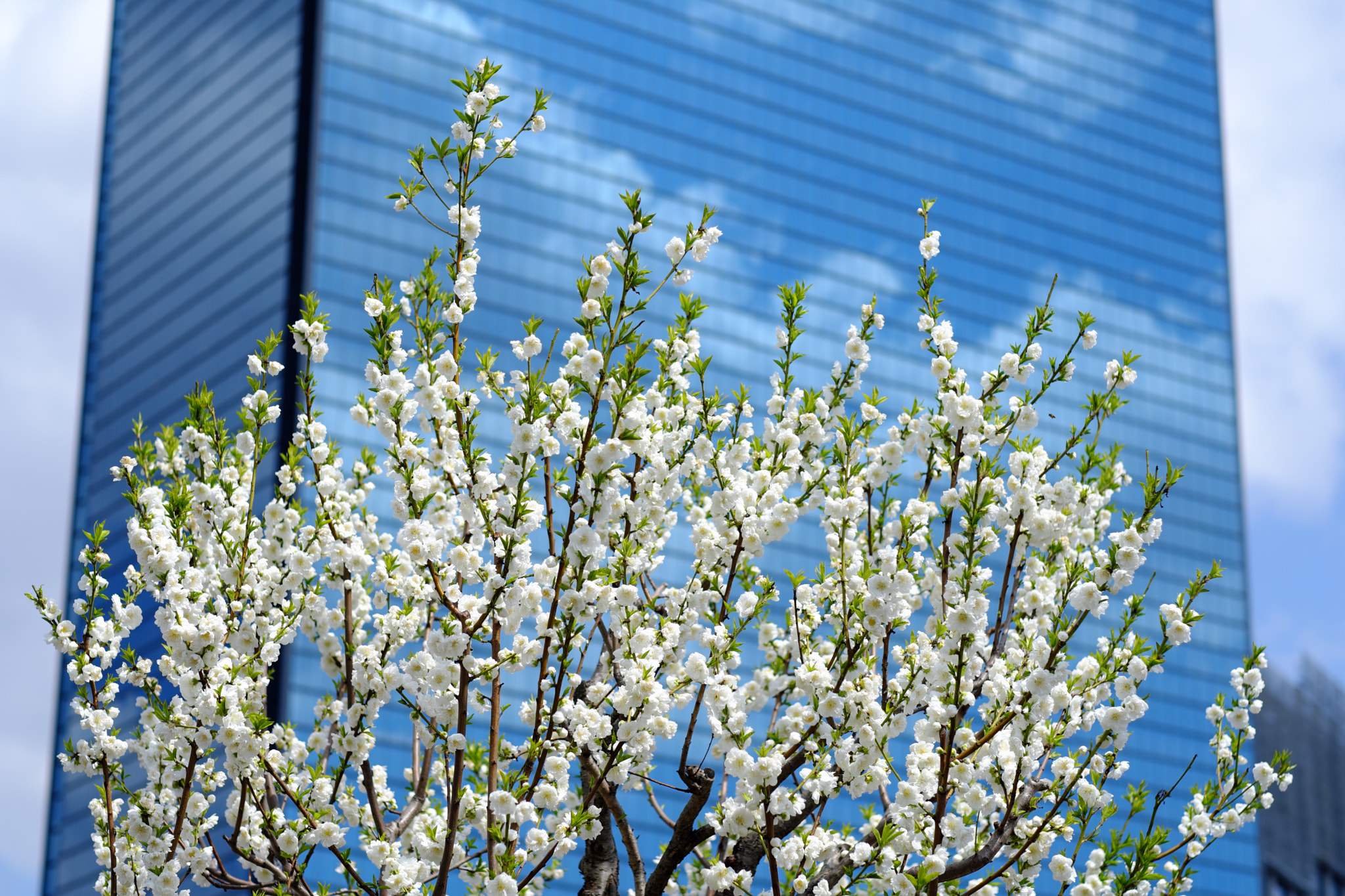 Fujifilm X-T2 sample photo. Osaka peach 1 photography