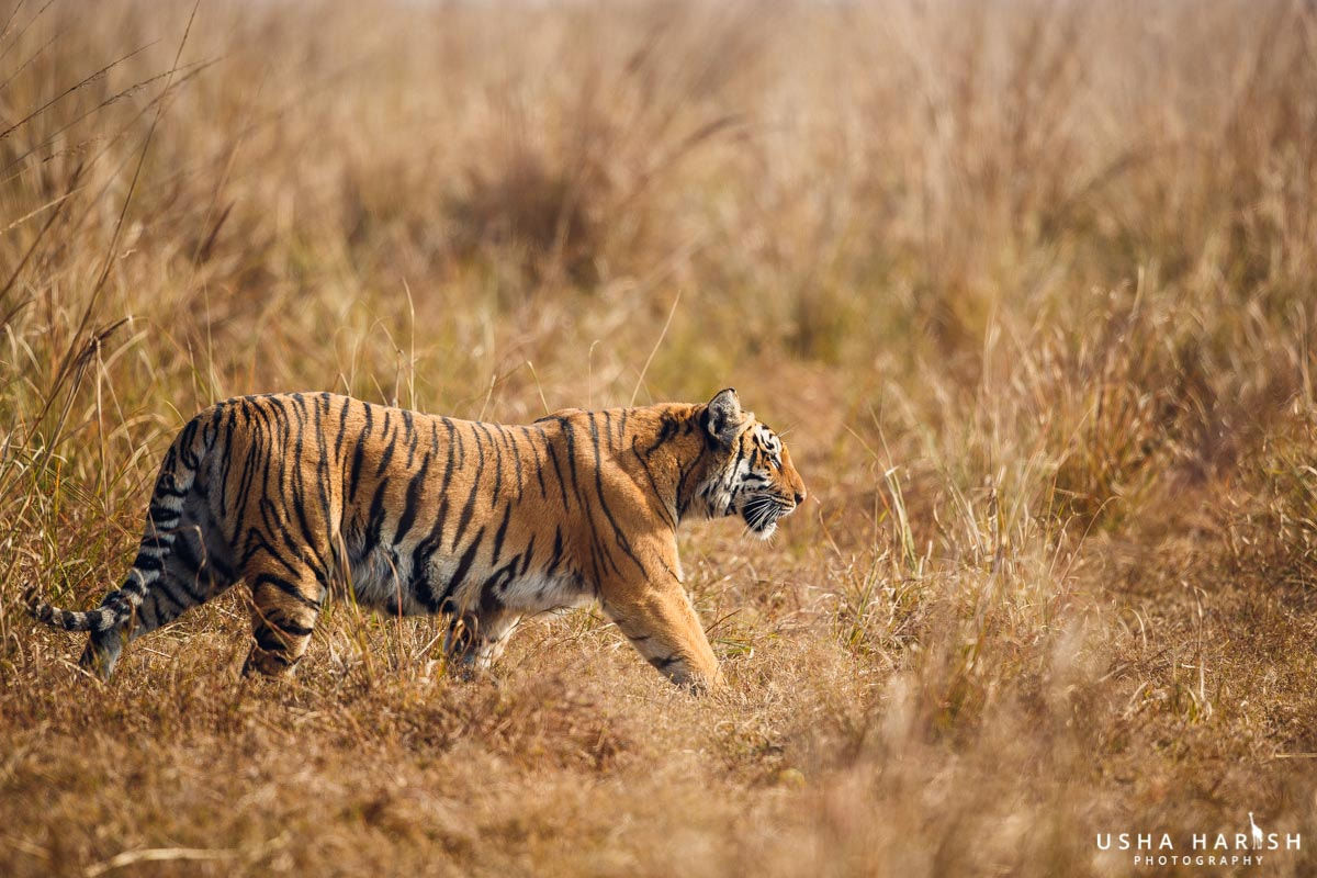 Canon EOS-1D X Mark II + Canon EF 500mm F4L IS II USM sample photo. Male tiger from india photography