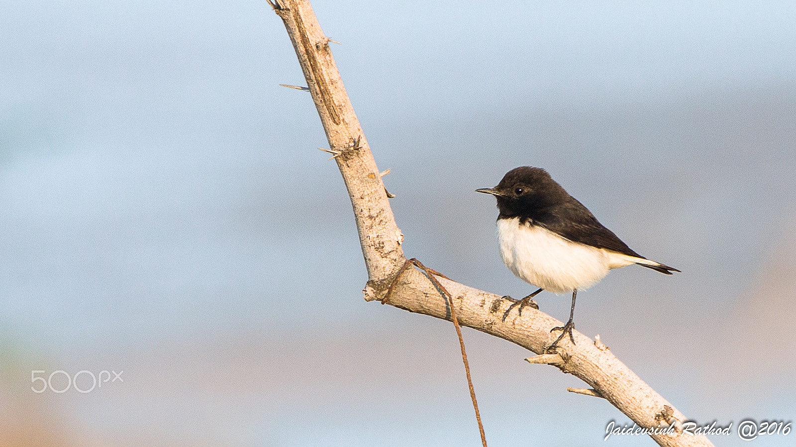 Sigma 150-500mm F5-6.3 DG OS HSM sample photo. Variable wheatear on perch photography