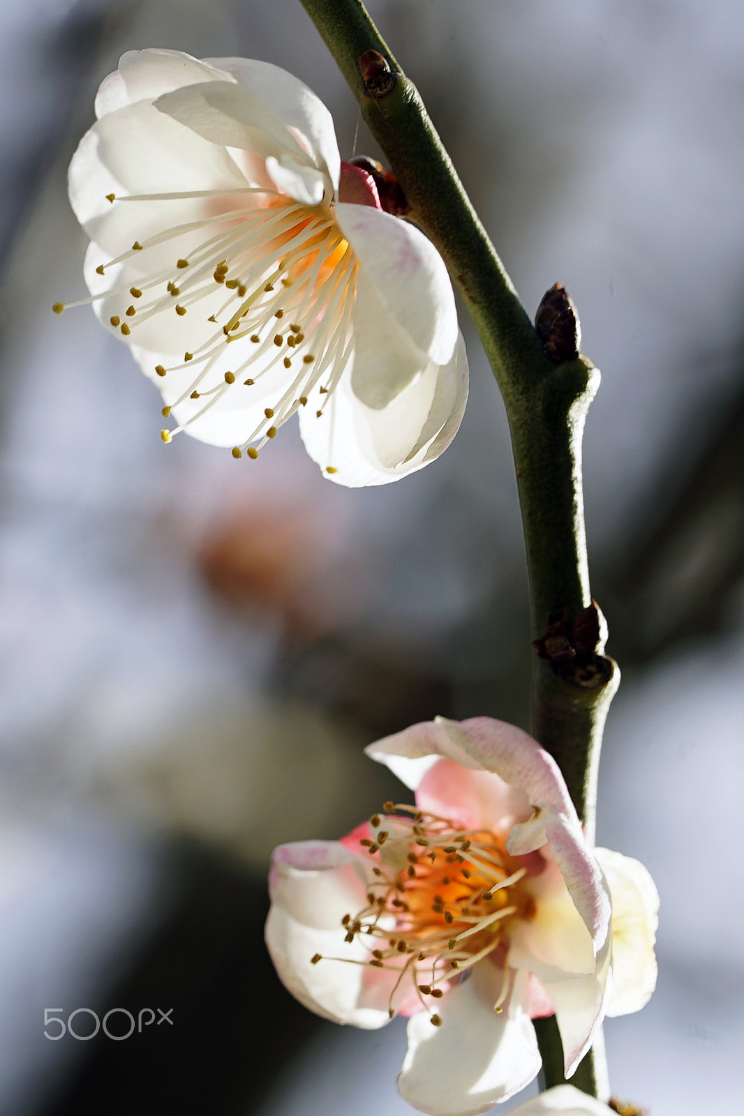 Sony a7S II + Sony FE 90mm F2.8 Macro G OSS sample photo. When you're sick to death of second best photography